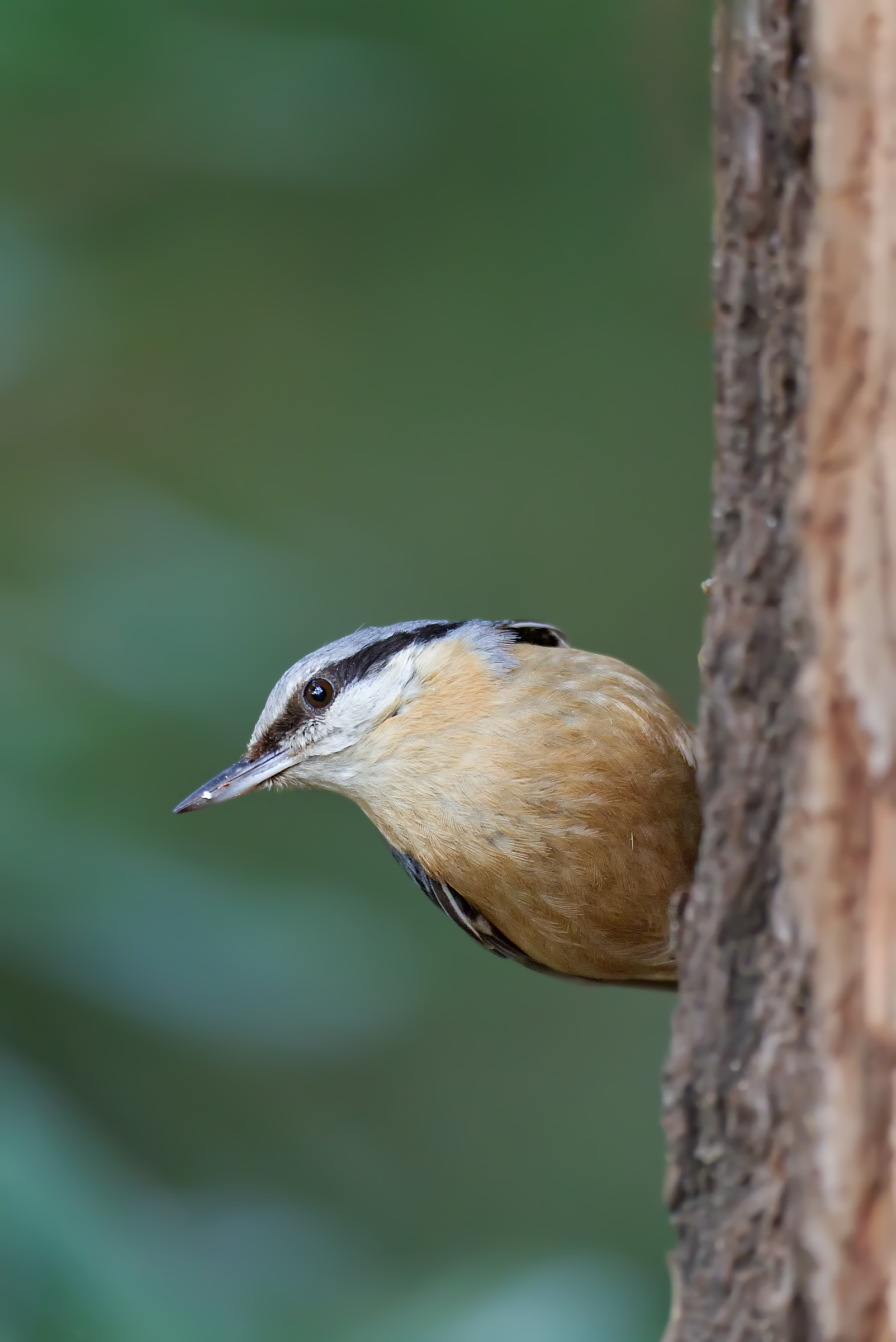 Wood nuthatch