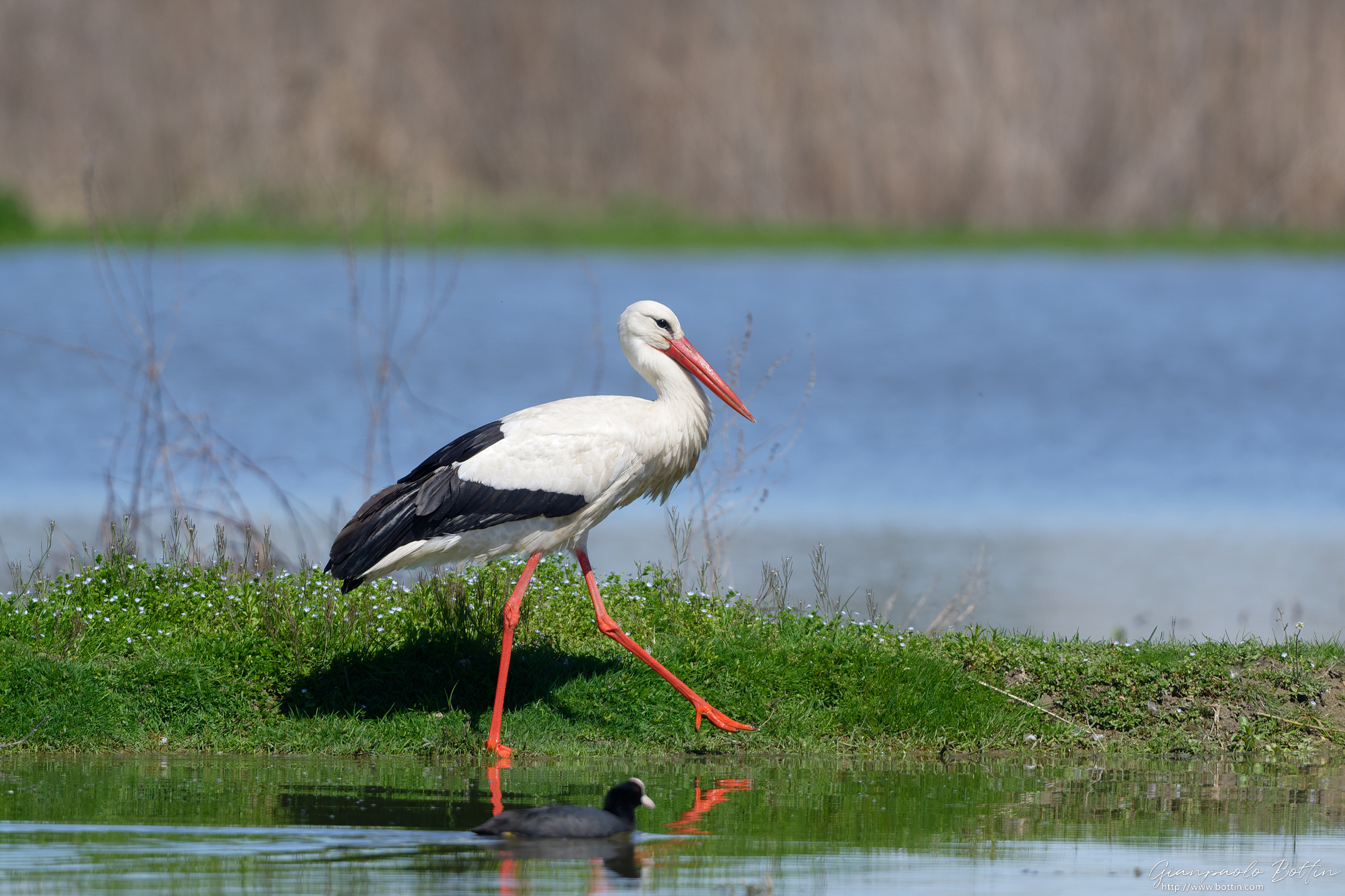 Stork