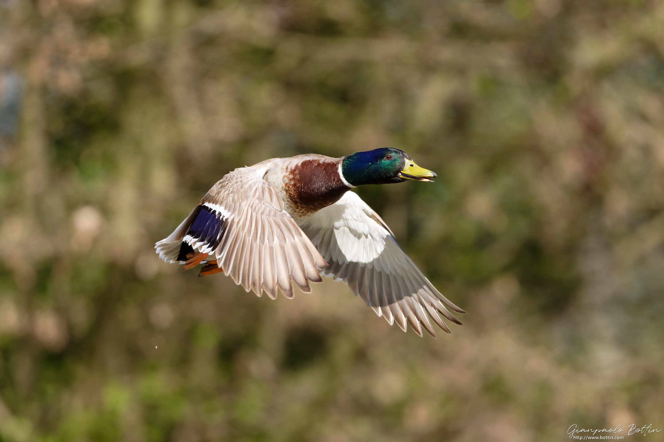 Mallard
