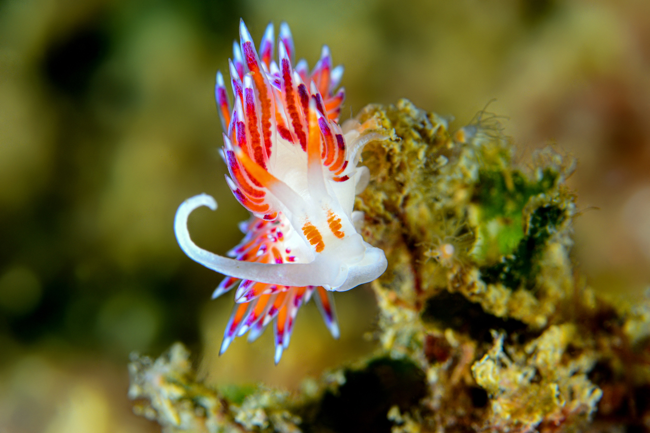 Flabellina - Isola del Tino Sp