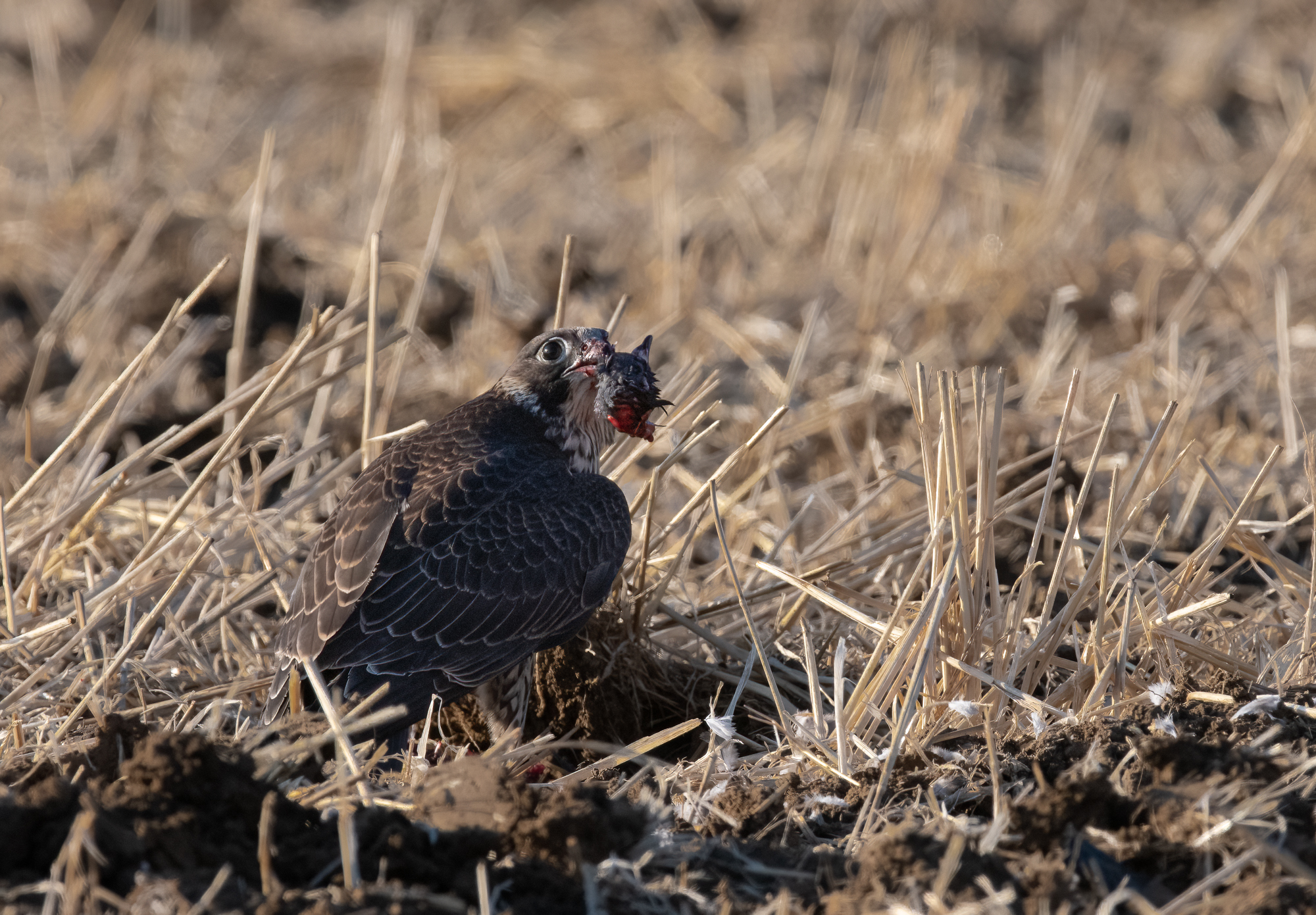 Peregrine Falcon (Juv.)