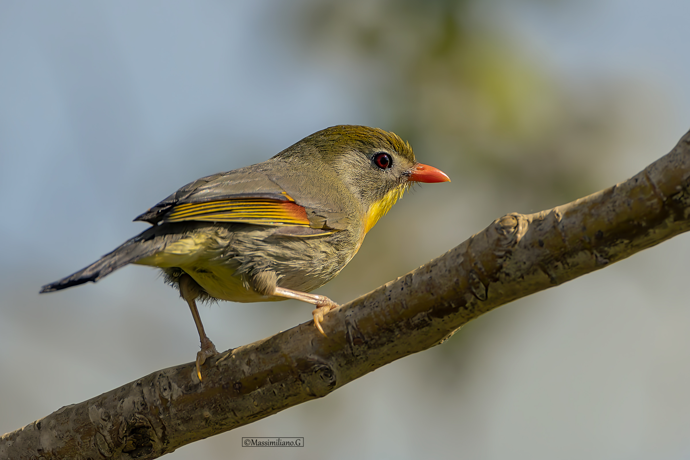 Nightingale of Japan