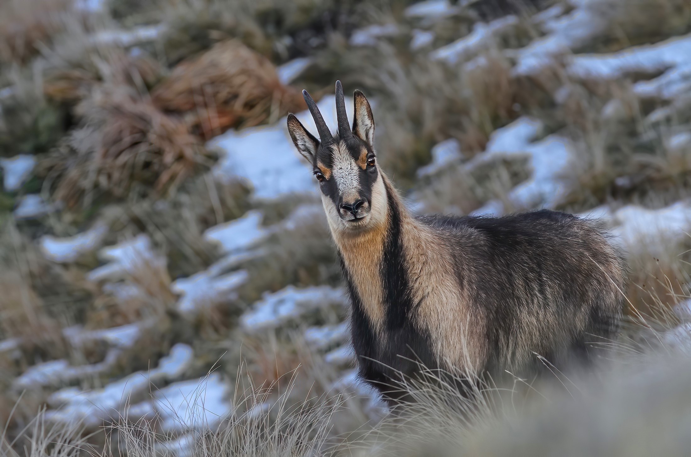 Apennine chamois