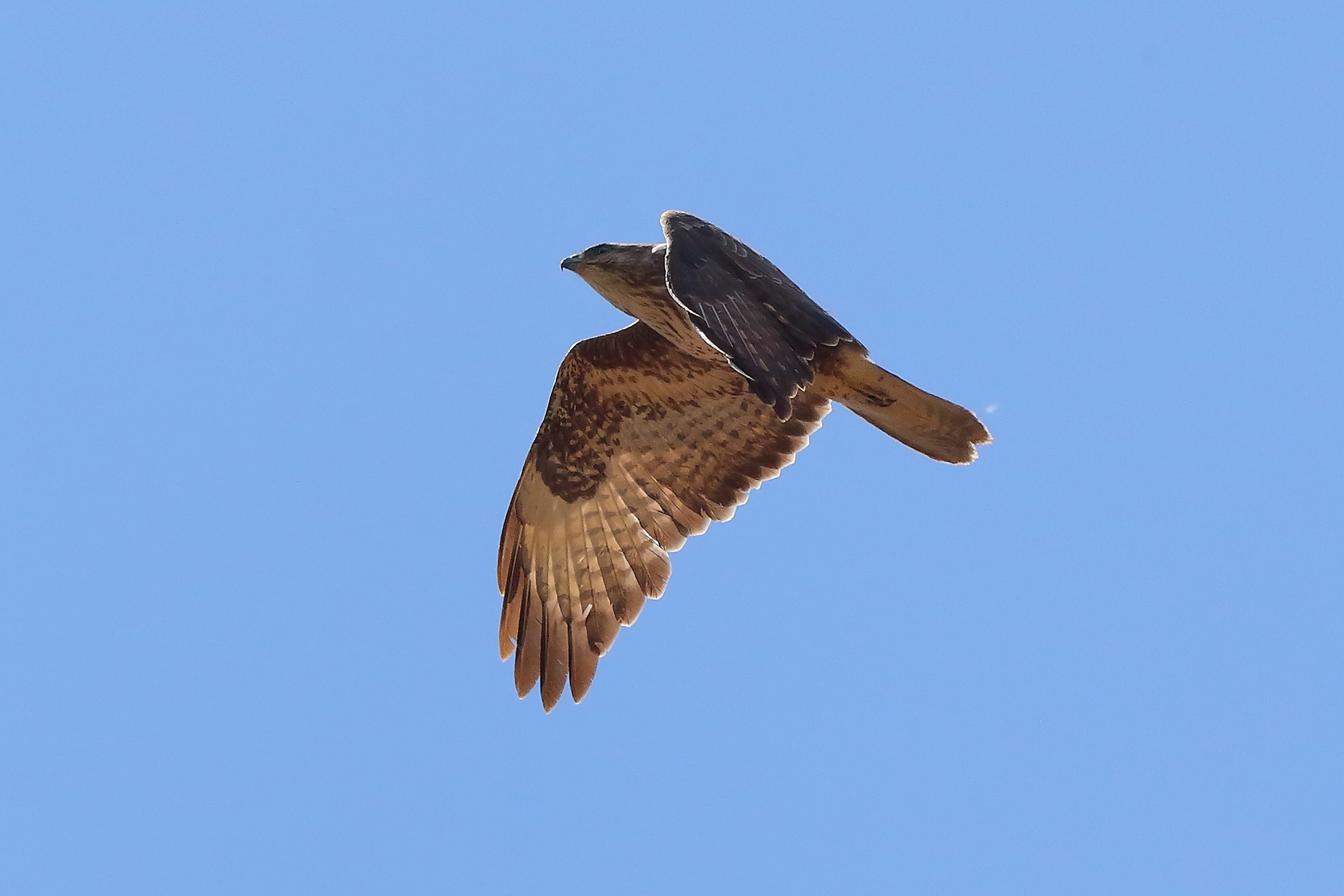Buzzard May 2024 - 9012