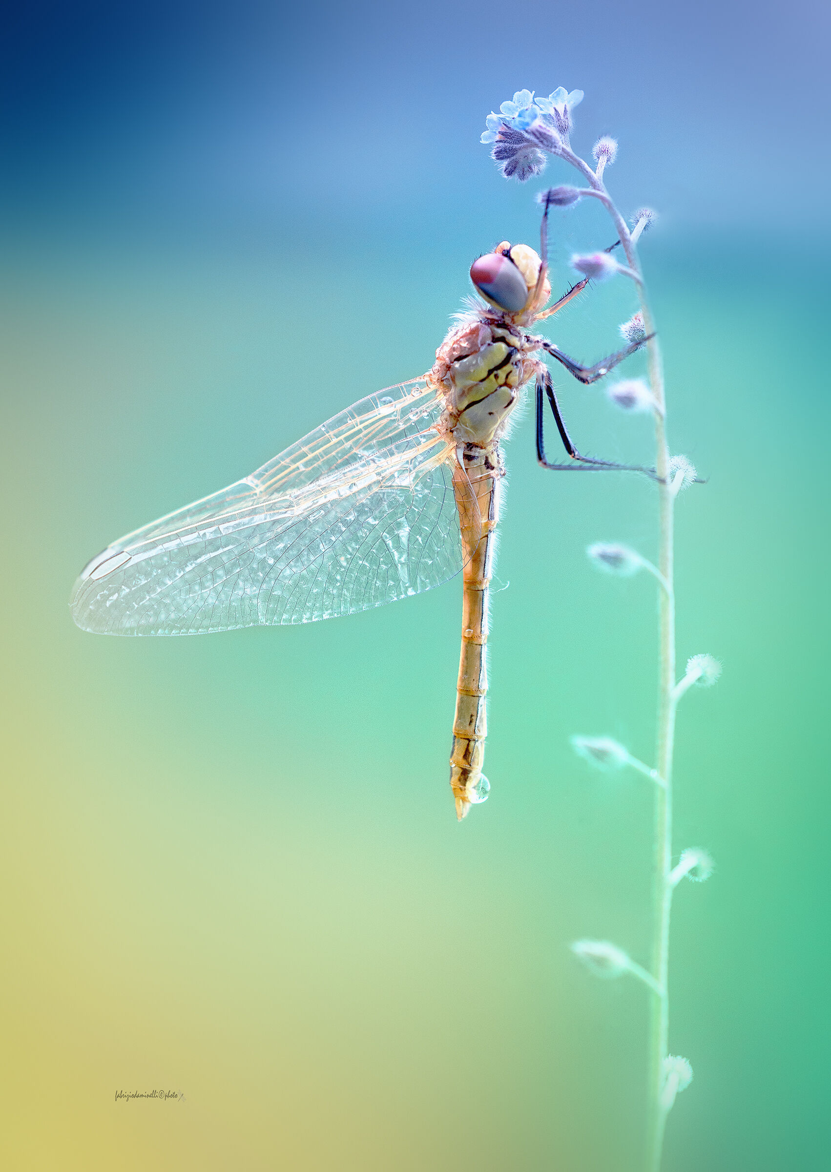 Sympetrum fonscolombii