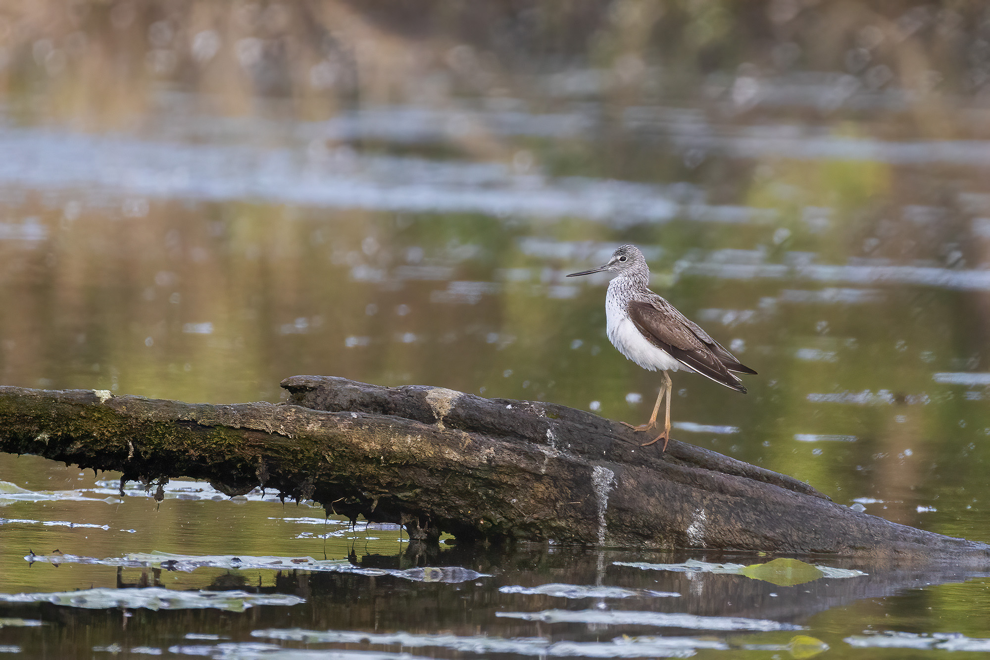 White-throated sandpiper
