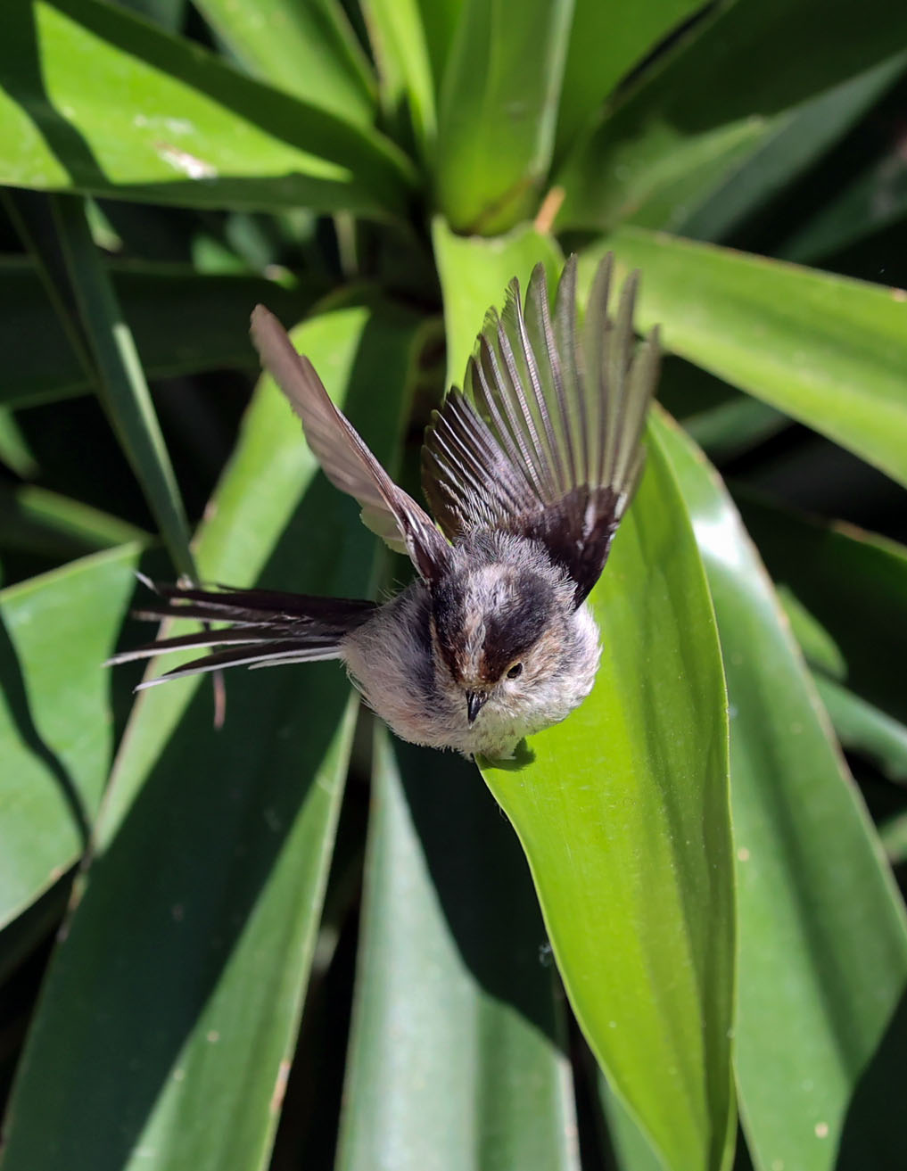 L'amico Codibugnolo...