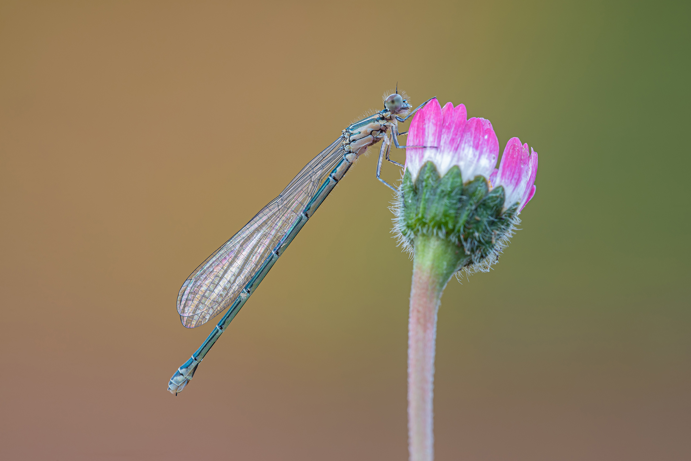 Damigella