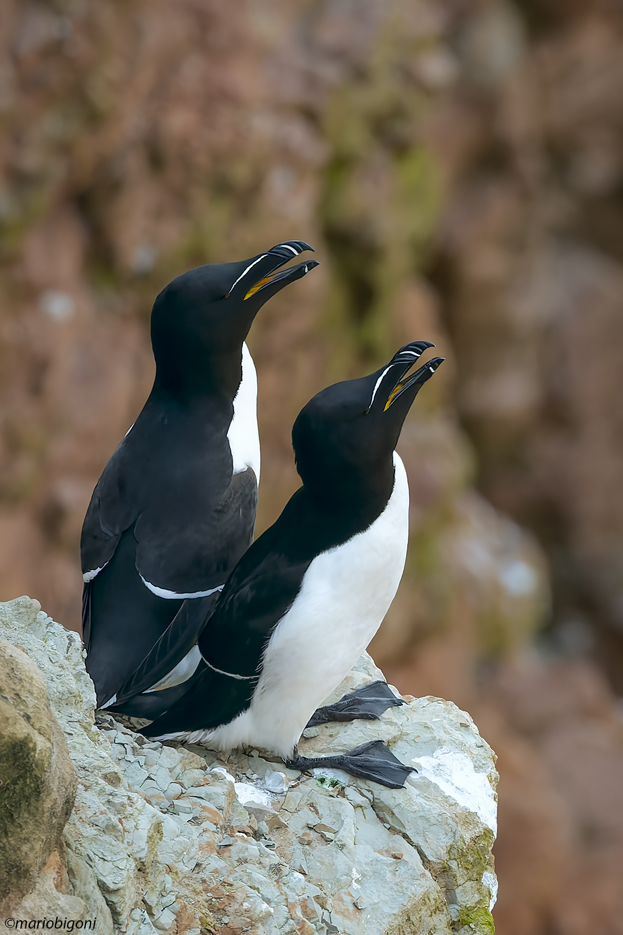 Razorbill