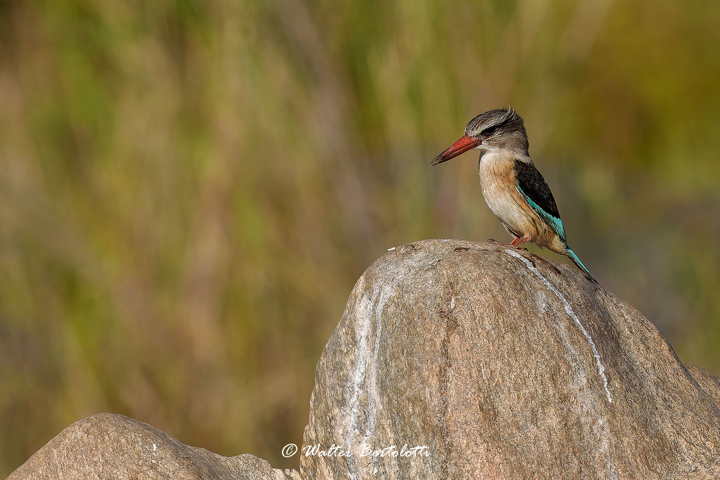 martin pescatore capo bruno