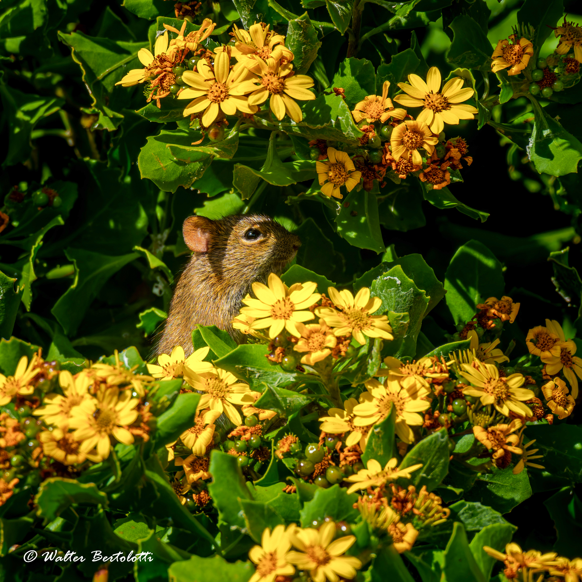 il topolino nel bouquet