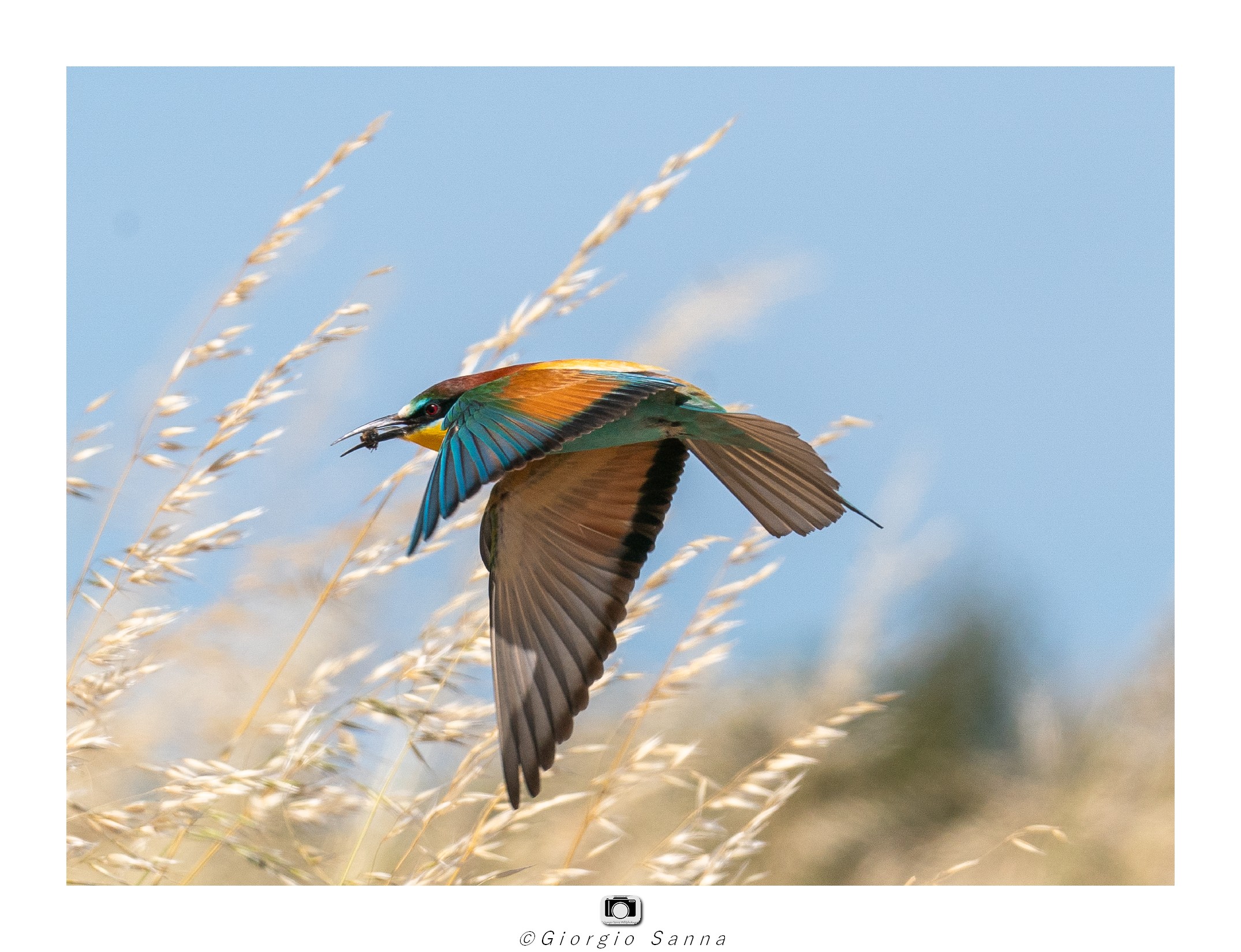 Common bee-eater