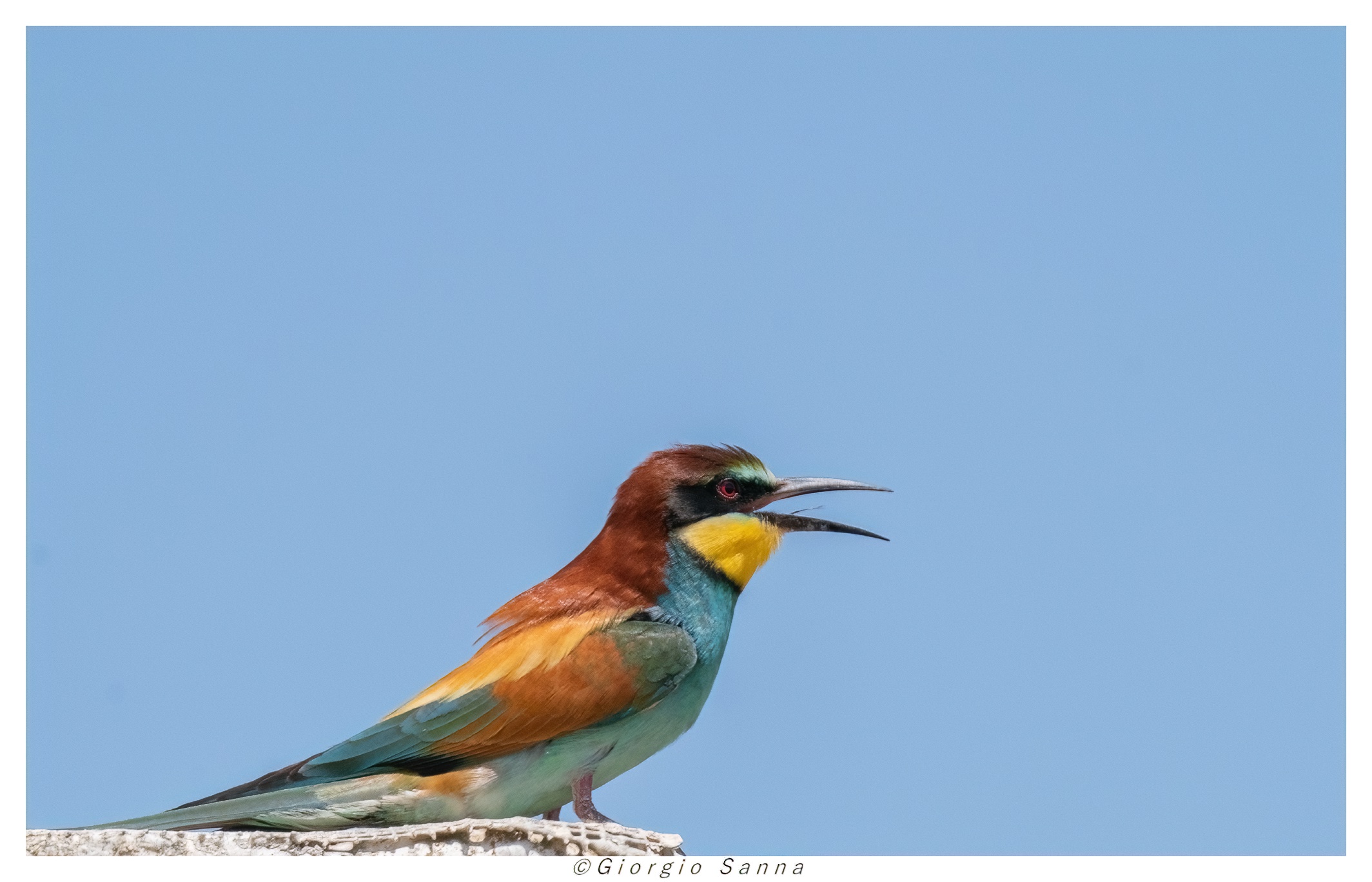 Common bee-eater