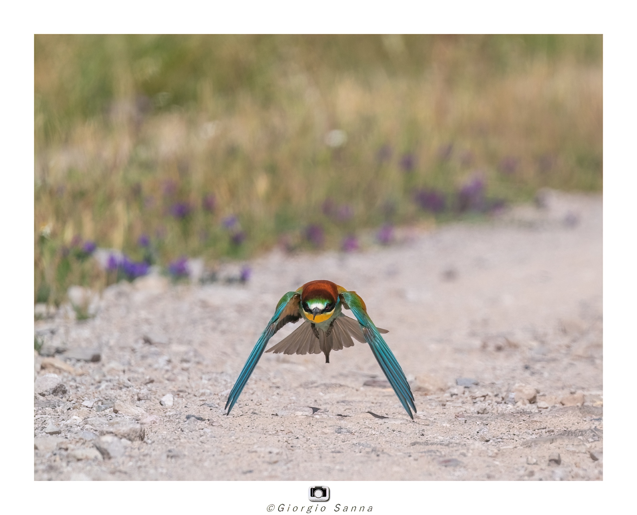 Common bee-eater