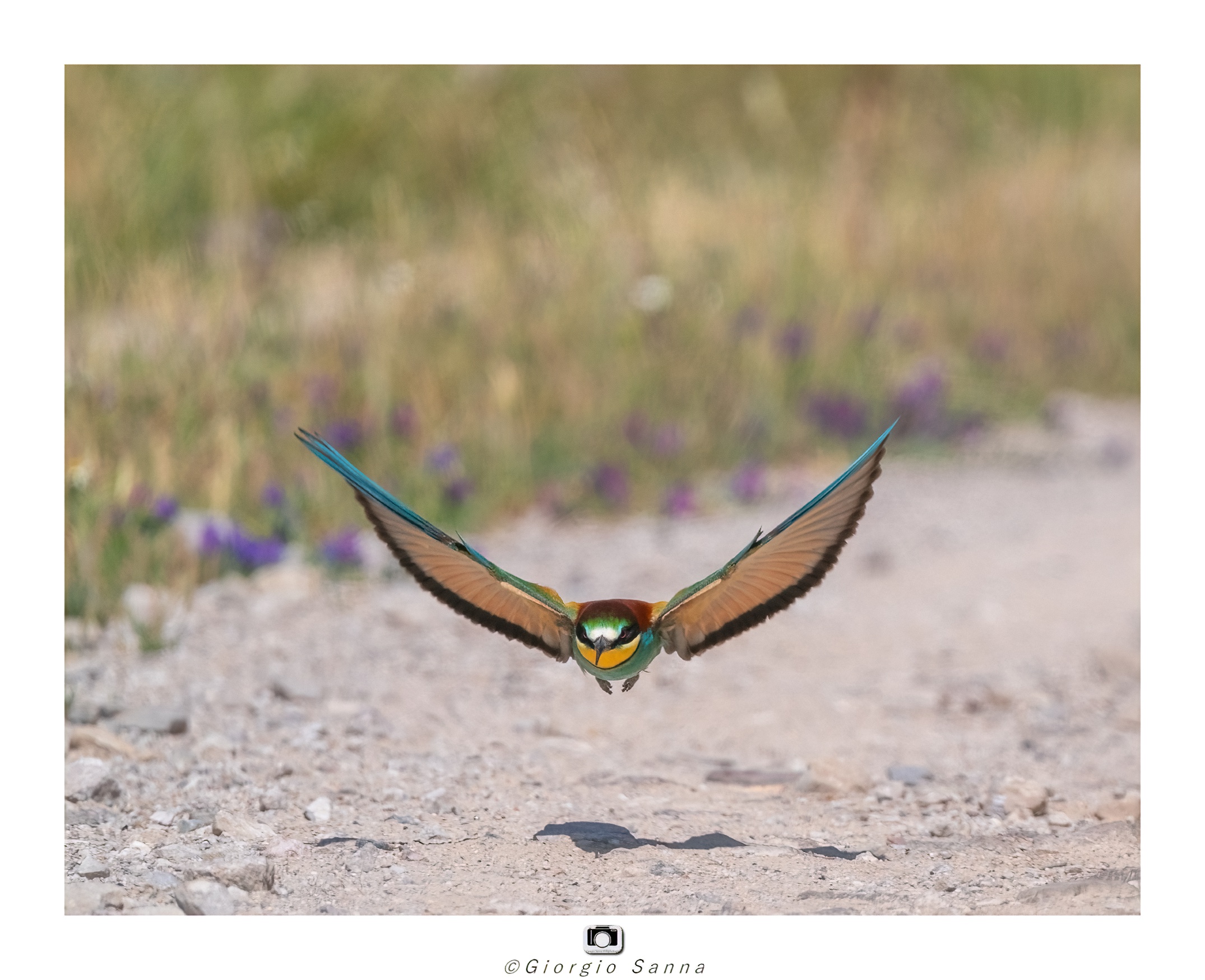 Common bee-eater