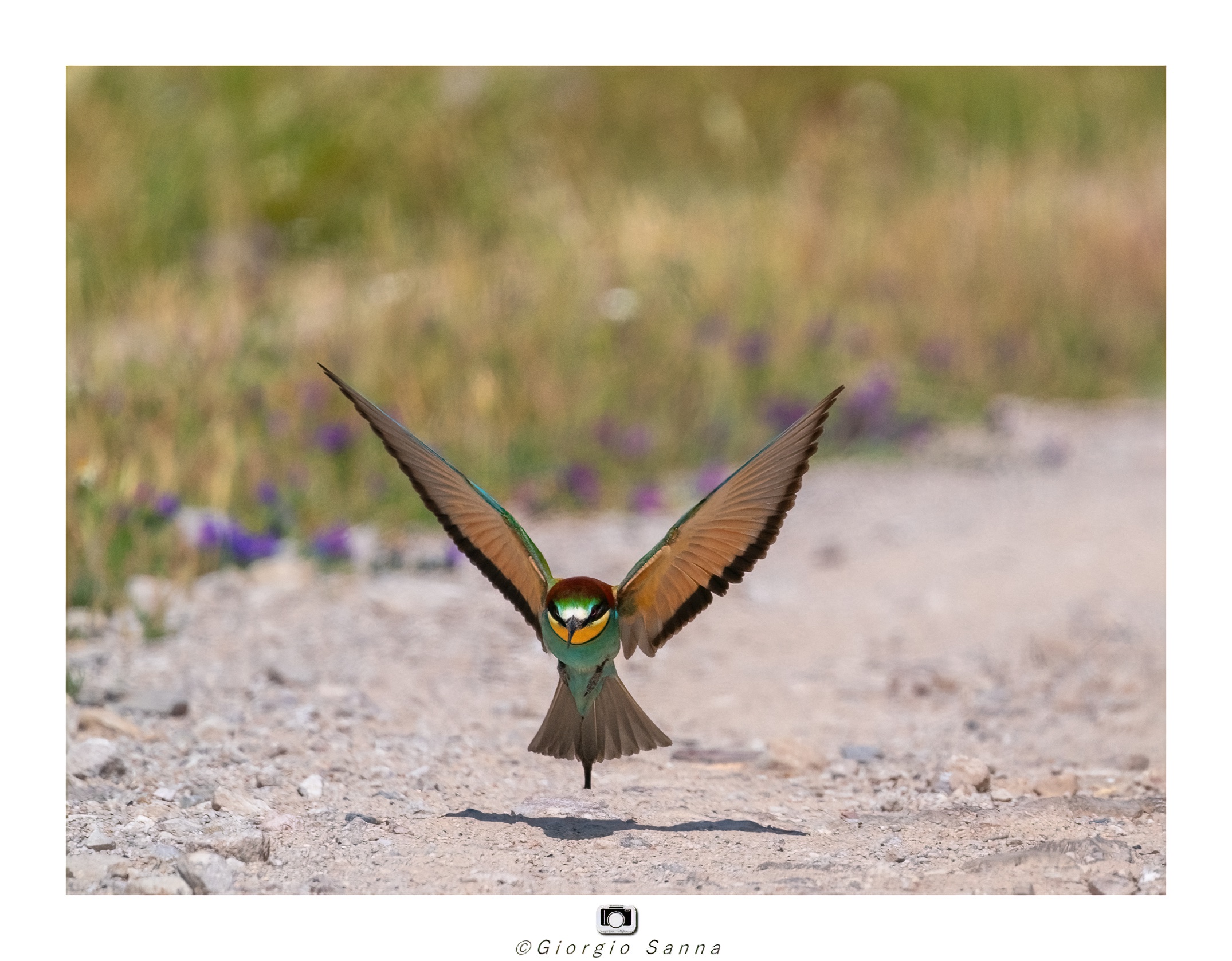 Common bee-eater
