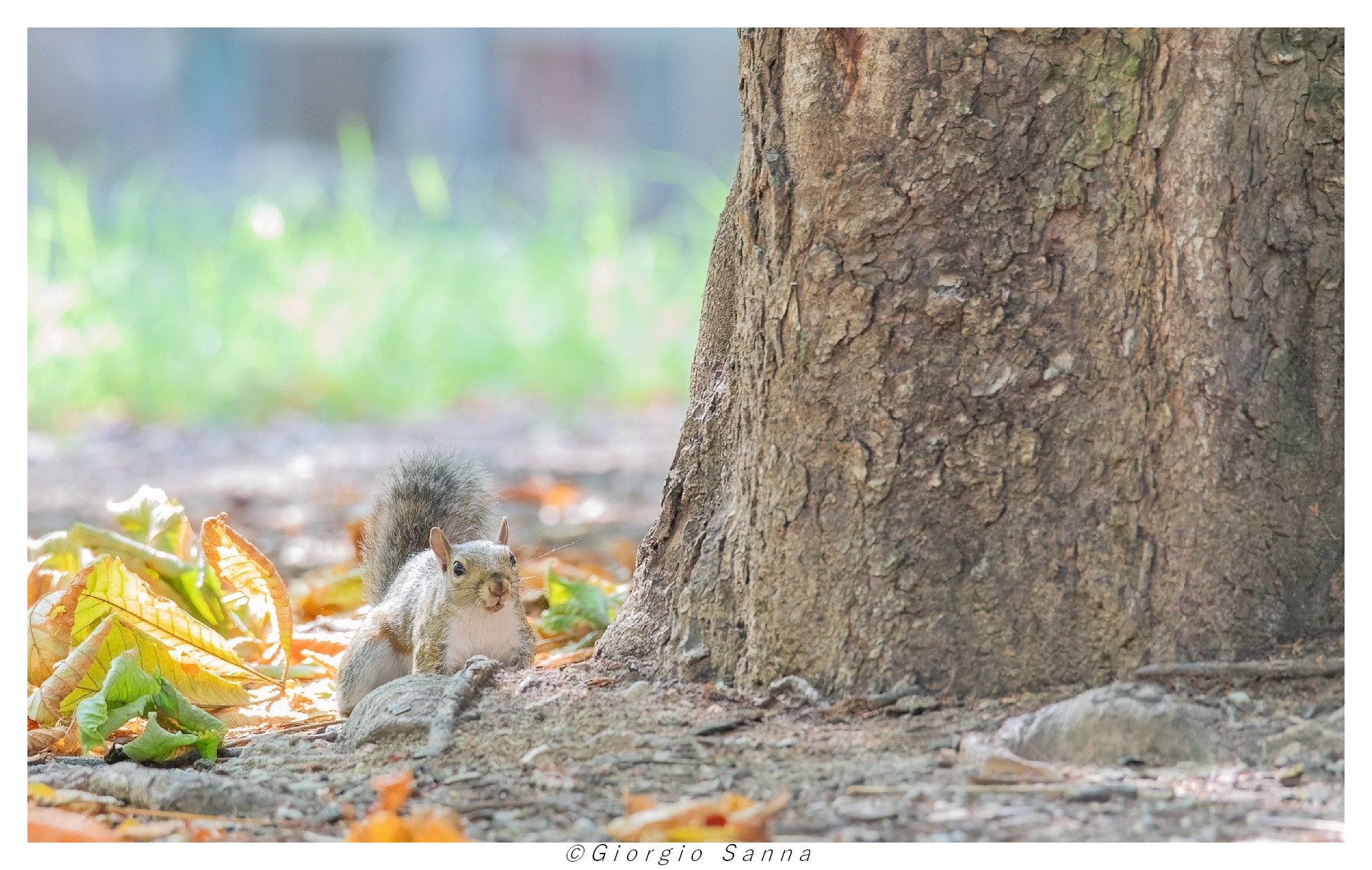 Grey squirrel