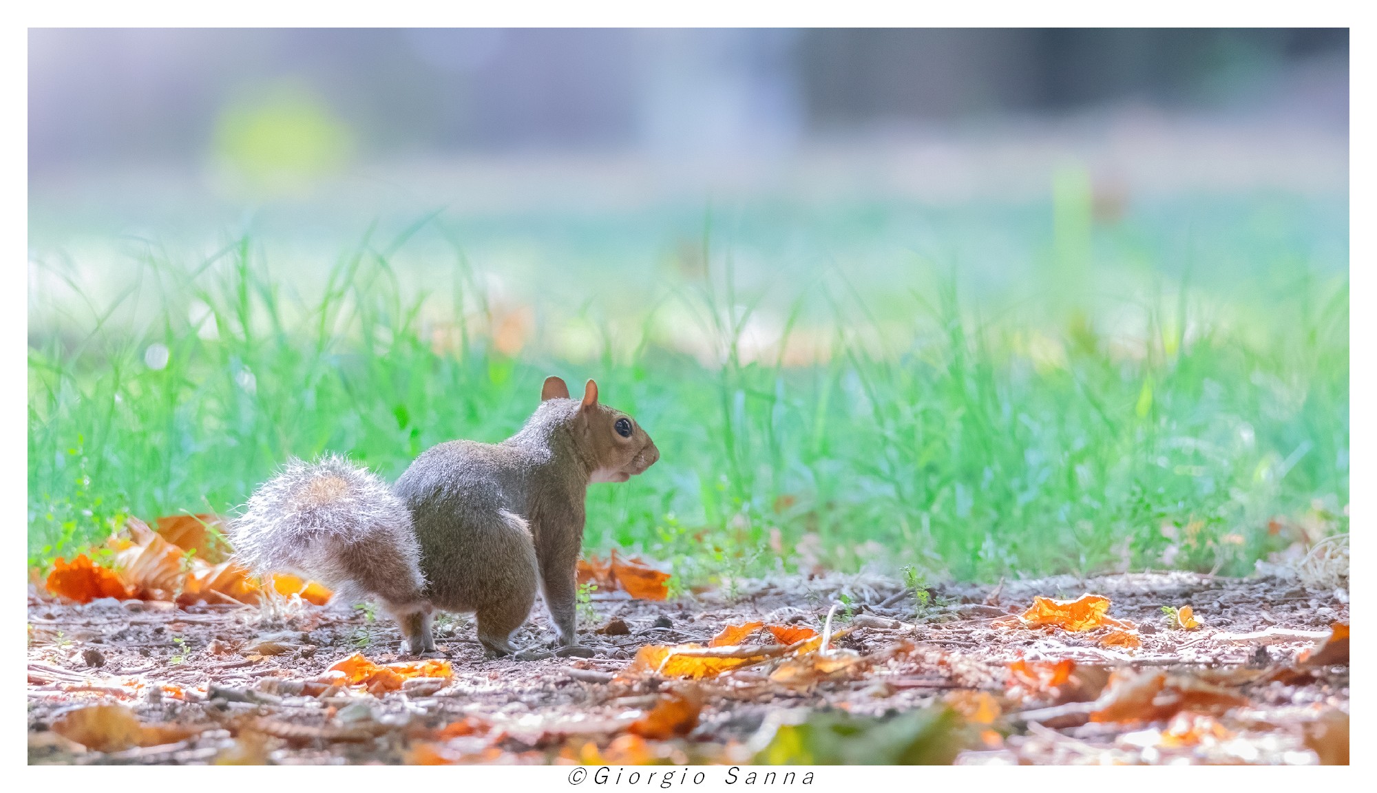 Grey squirrel