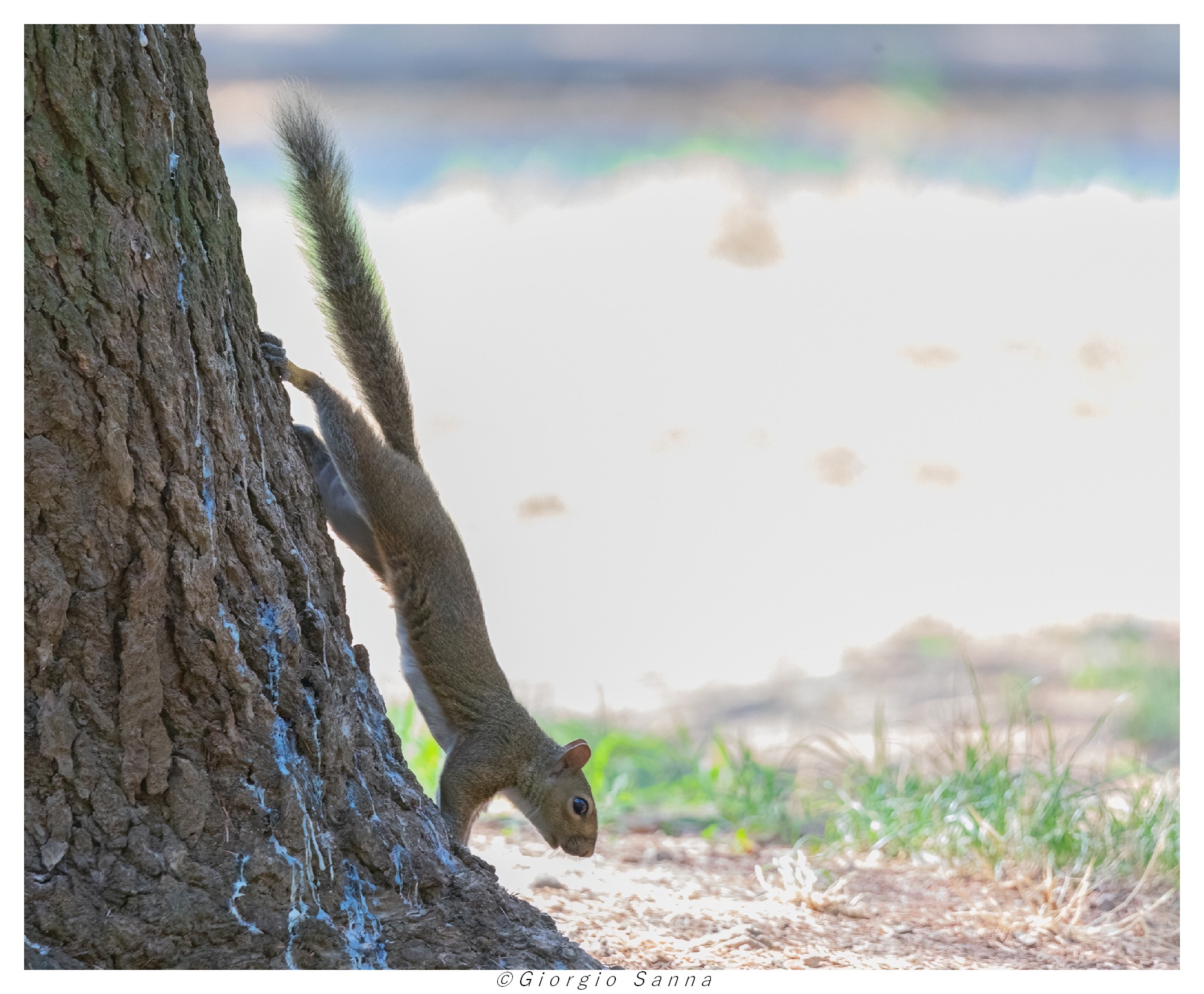 Grey squirrel