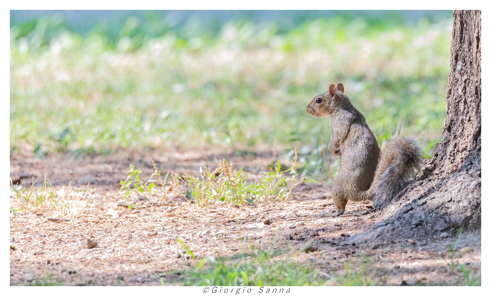 Grey squirrel