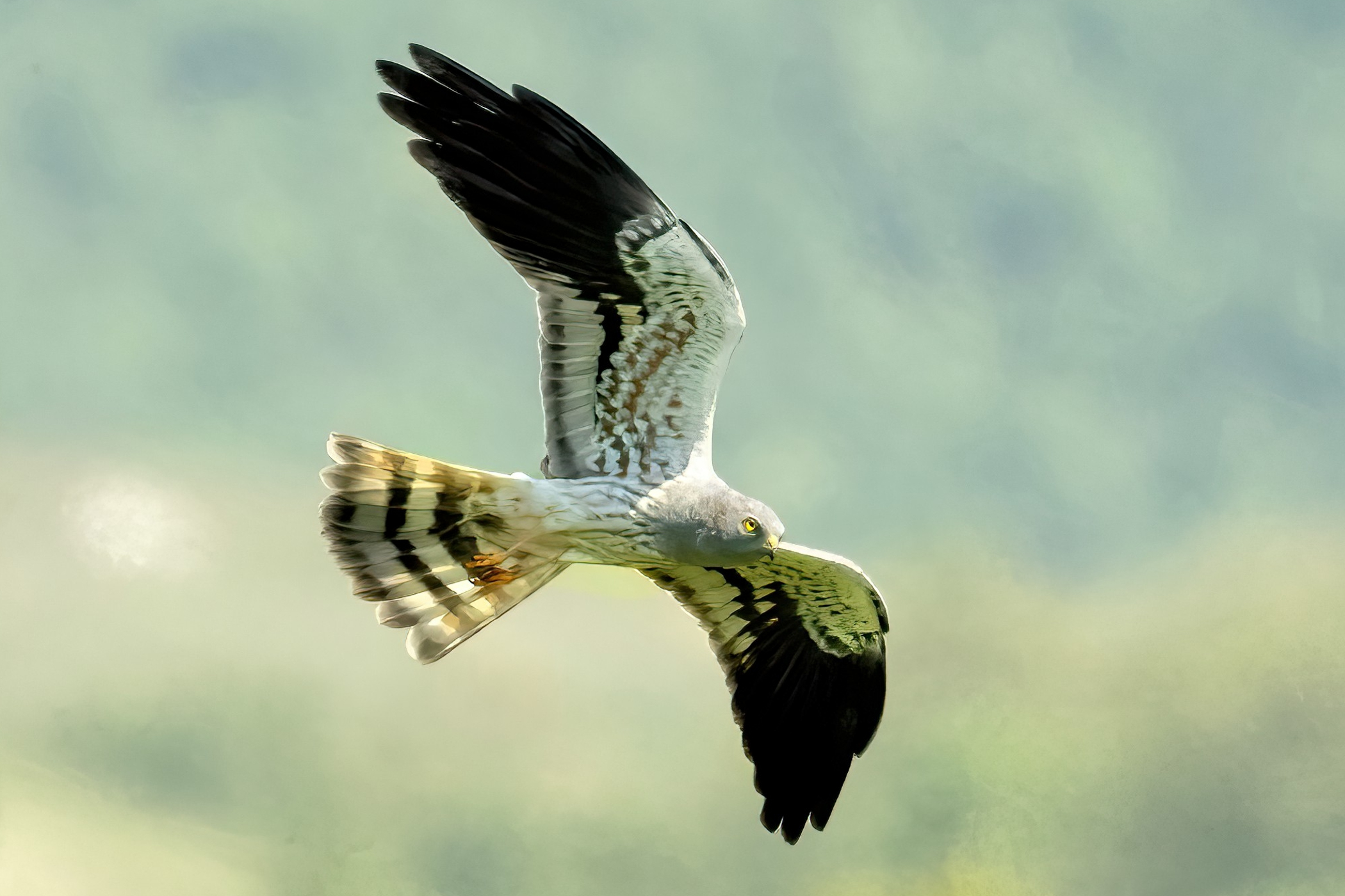 Male Hen Harrier (Circus pygargus)