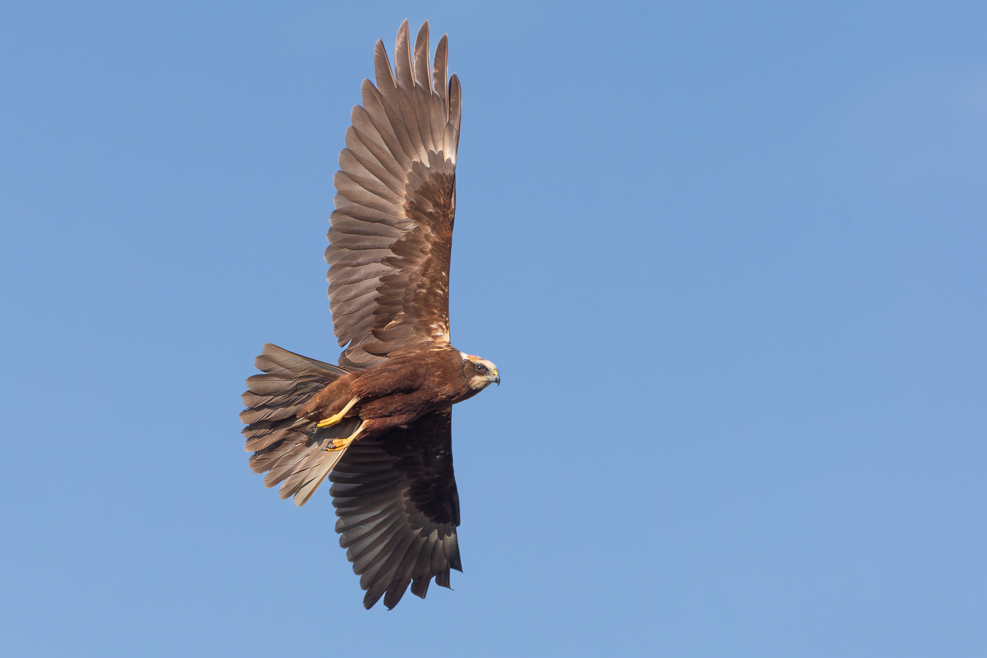 marsh harrier.