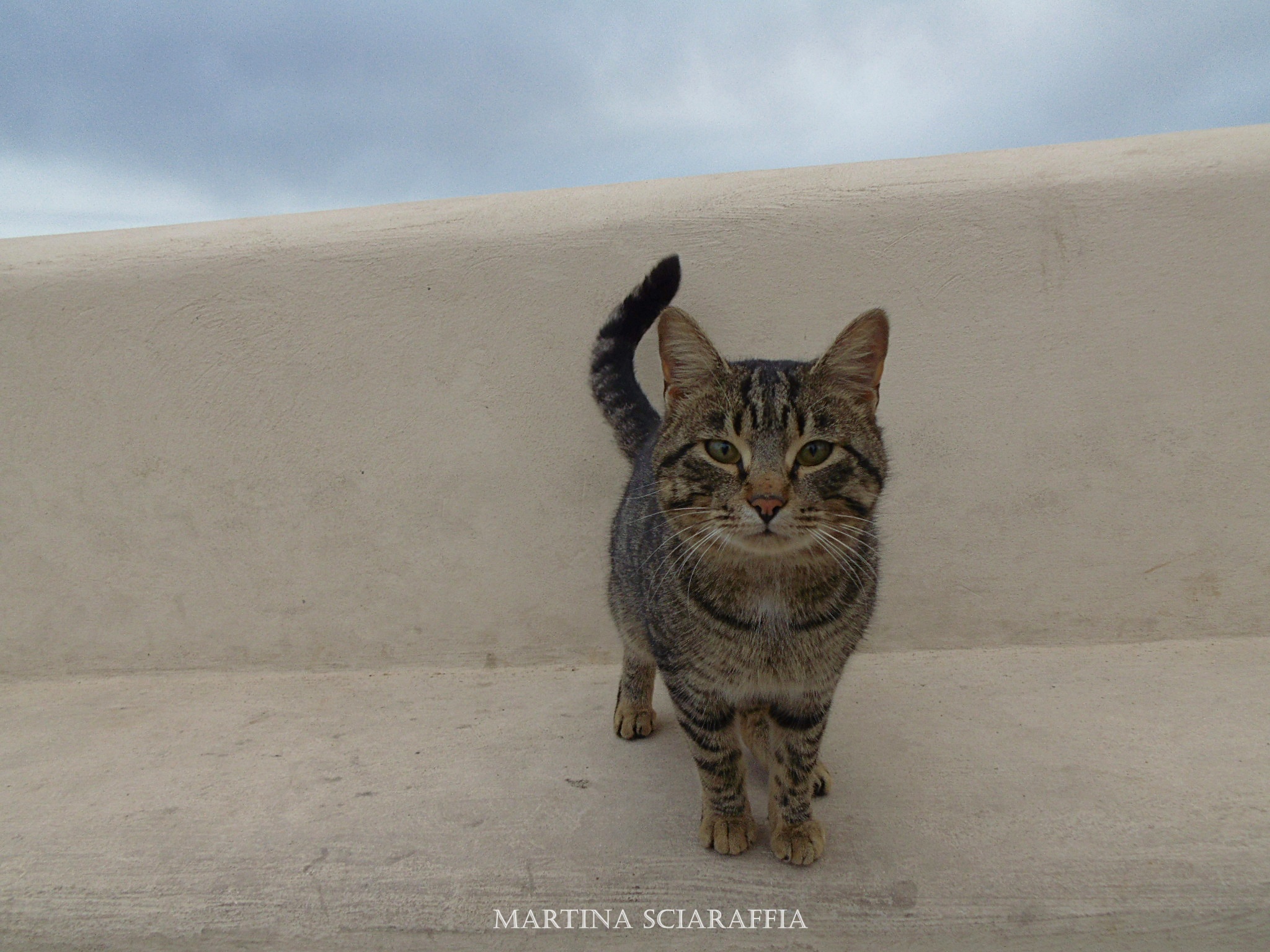a cat in Leuca
