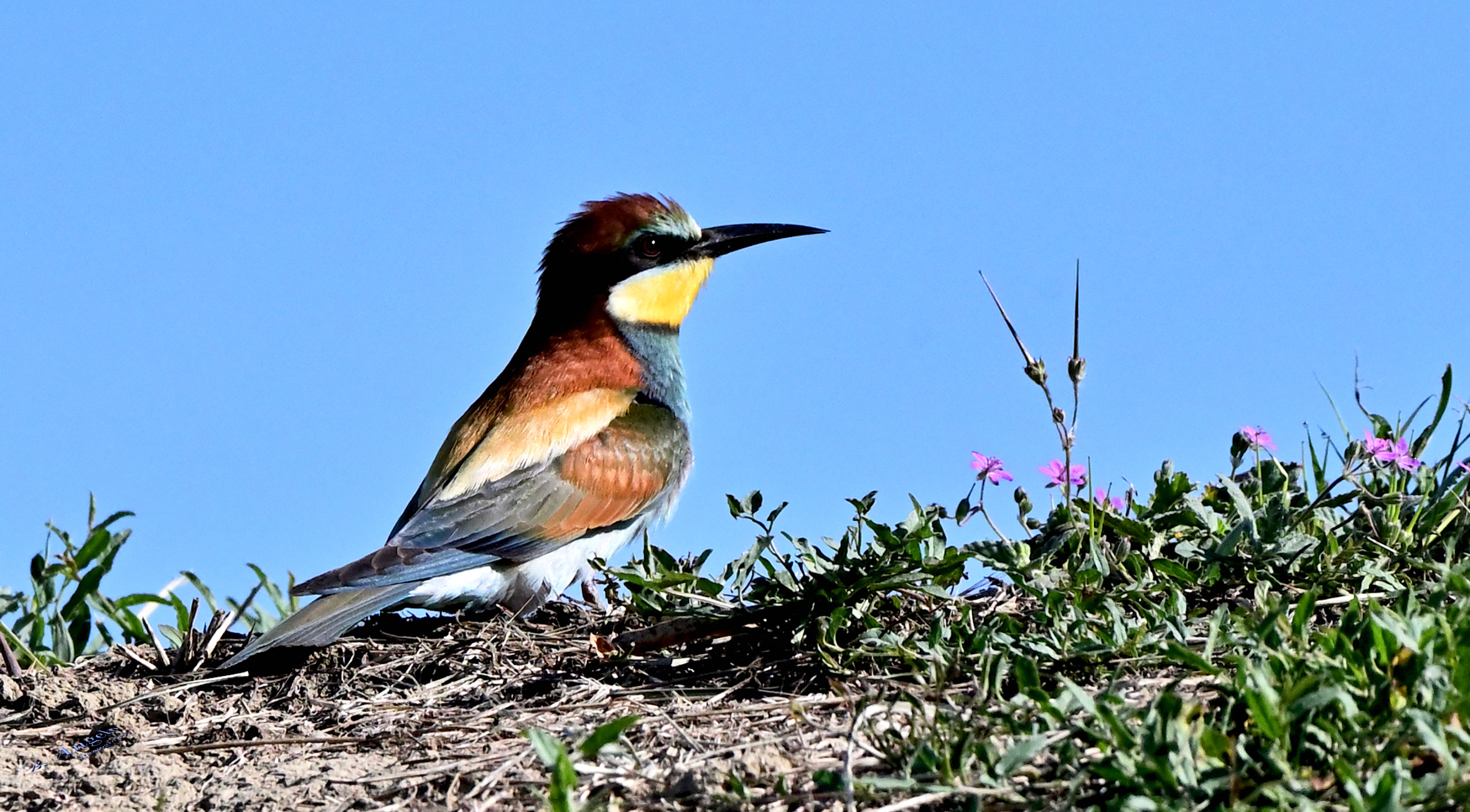 "Gruccione " (Maremma toscana )