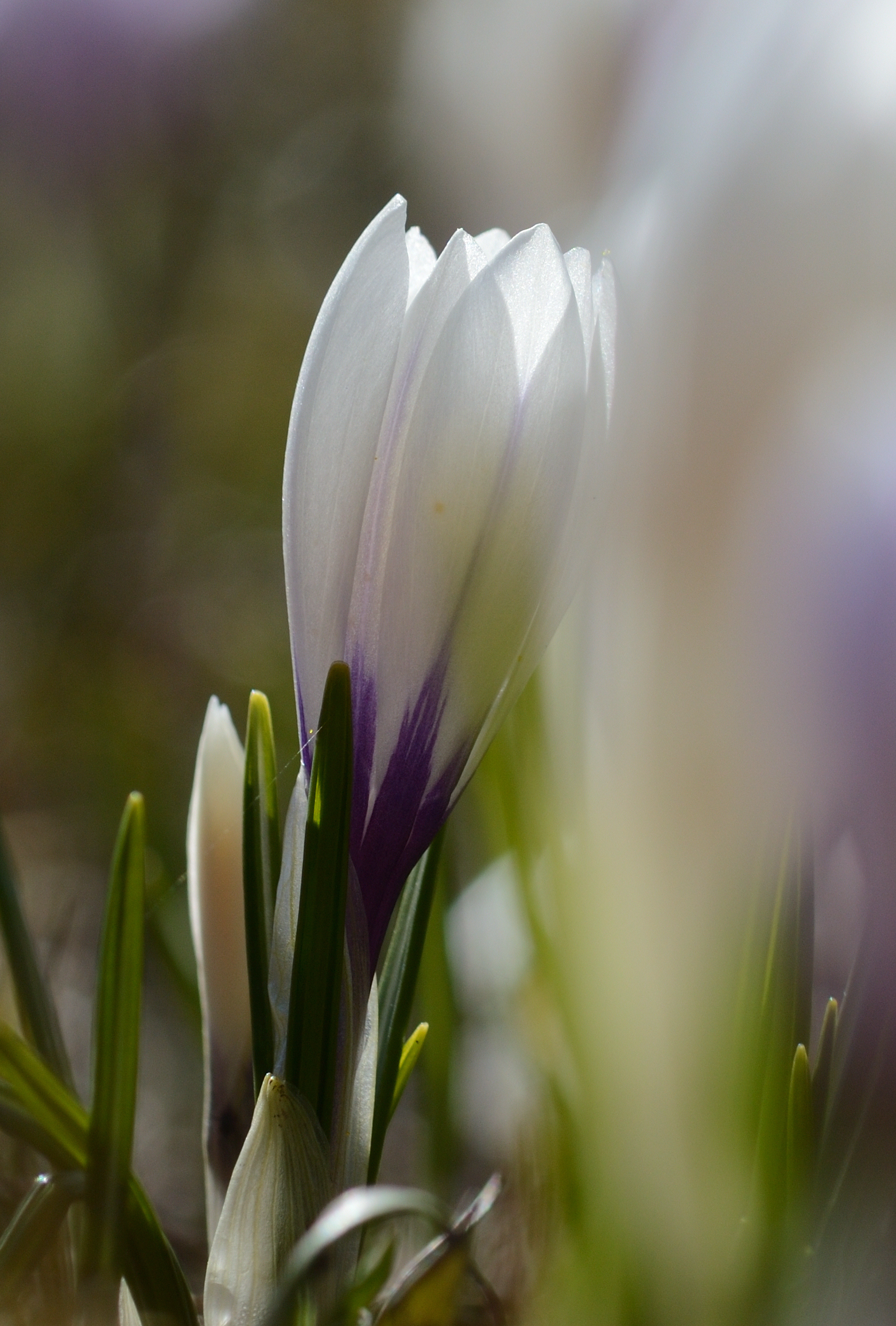 Crocus