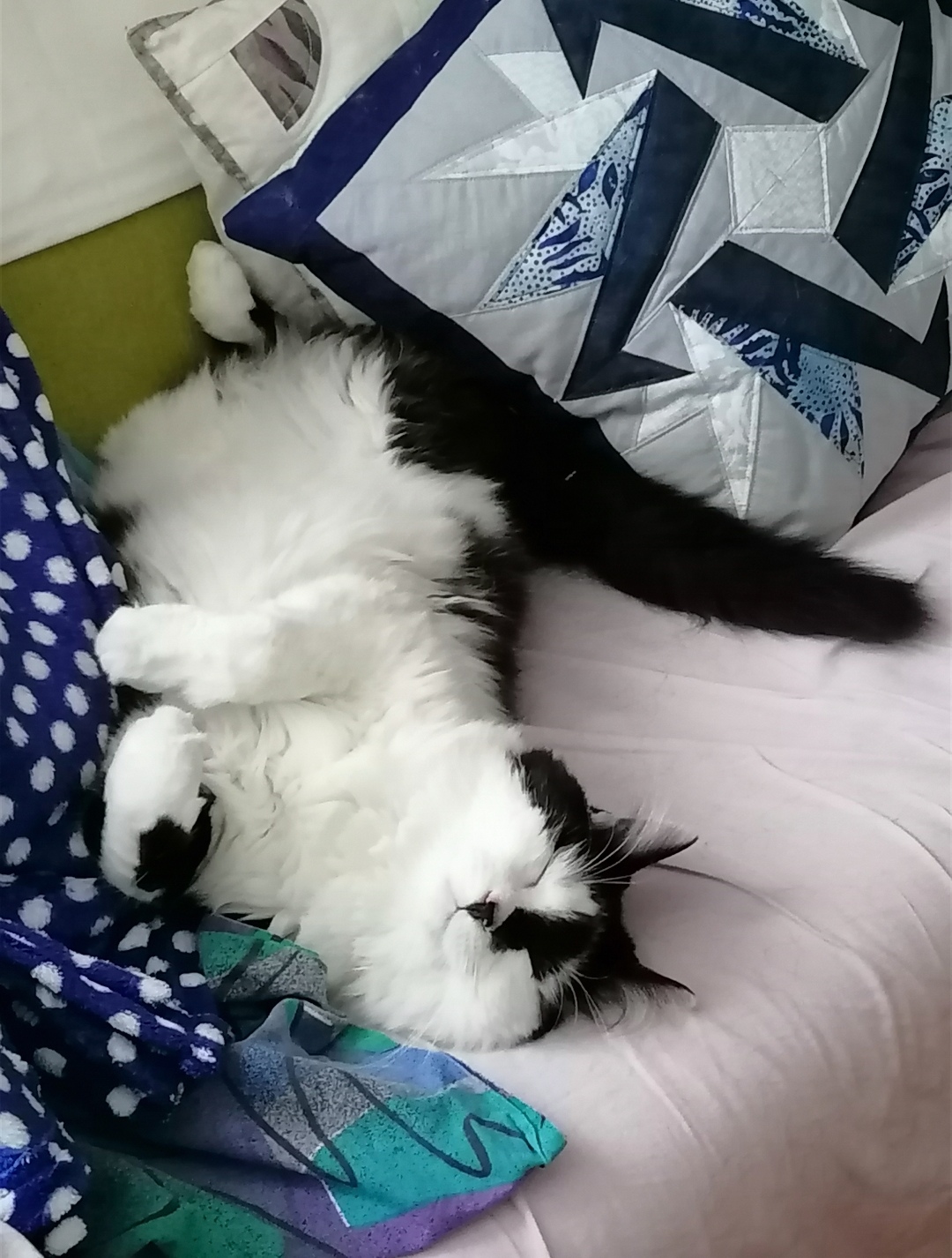 zzzzzzzzzz ronf ronf