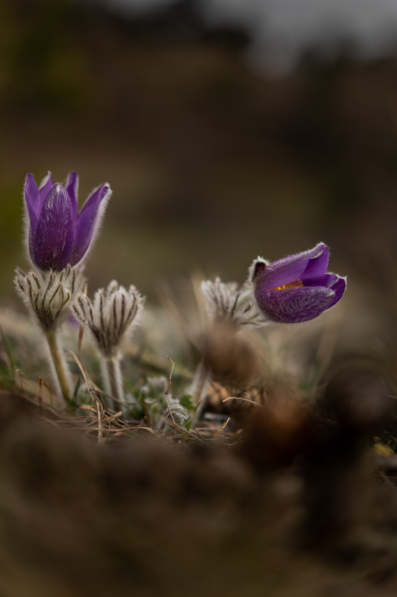 pulsatilla