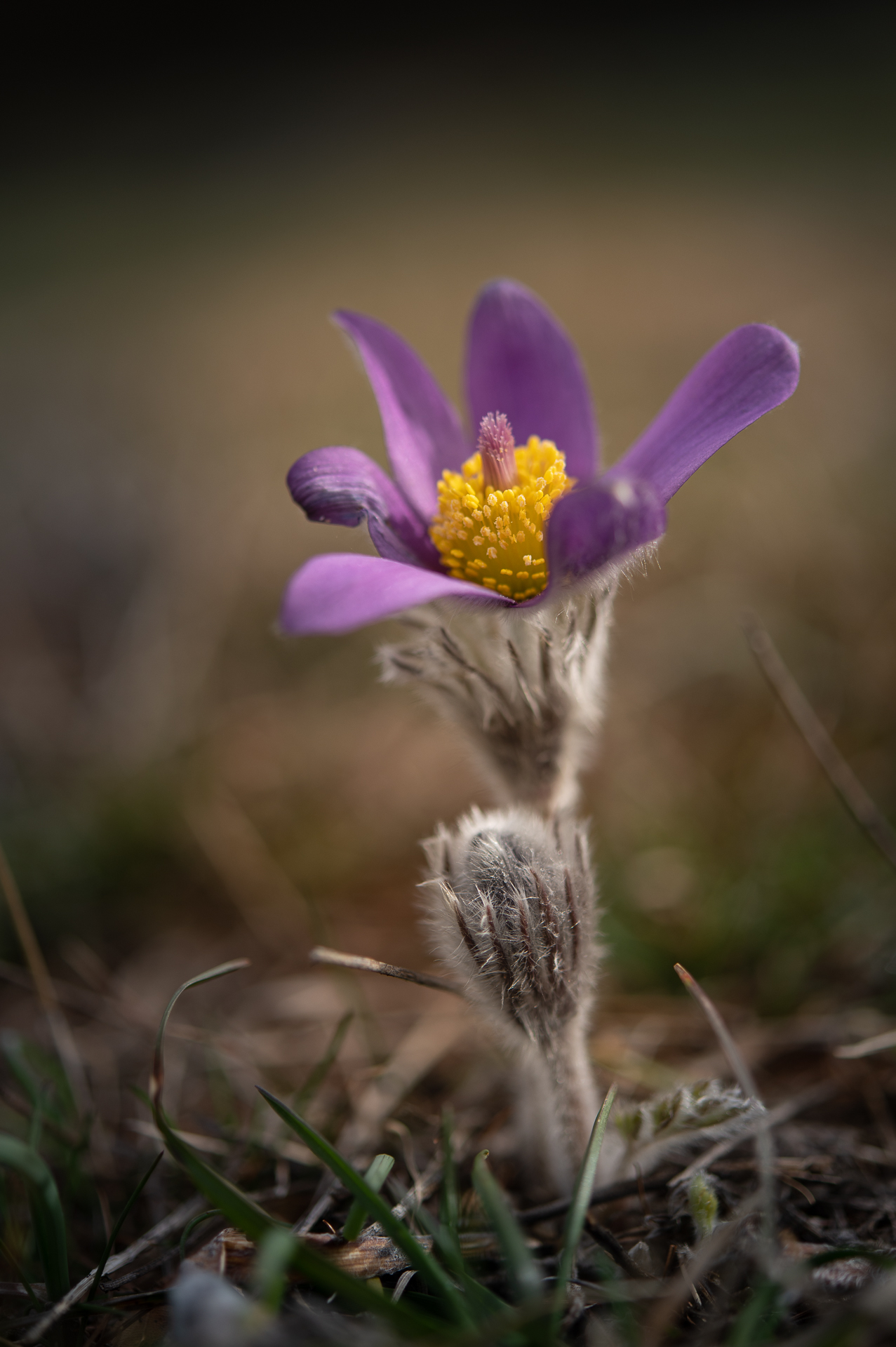 pulsatilla