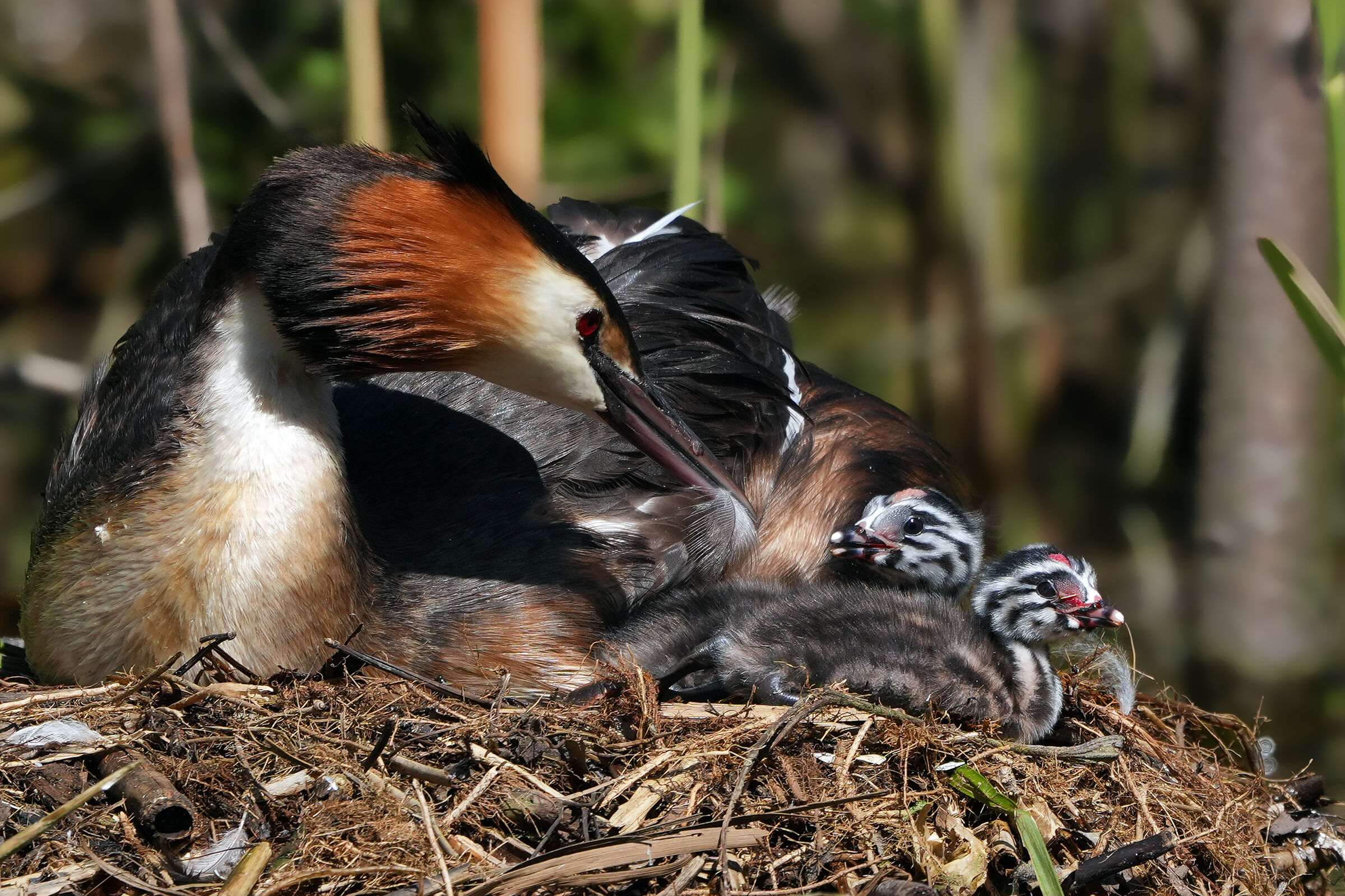 Quadretto famigliare