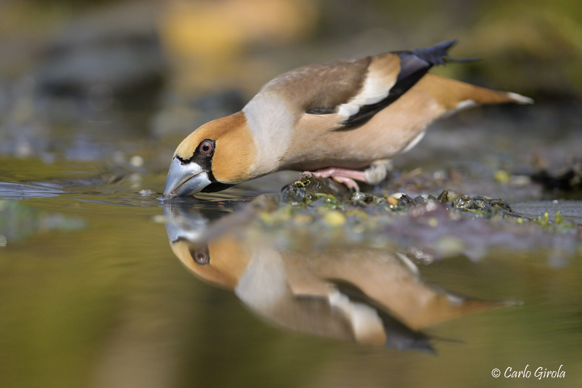 Frosone (Coccothraustes coccothraustes)