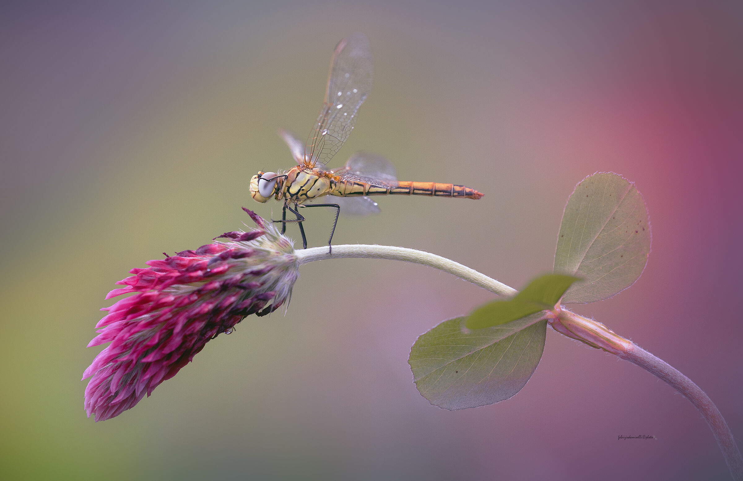 Sympetrum fonscolombii