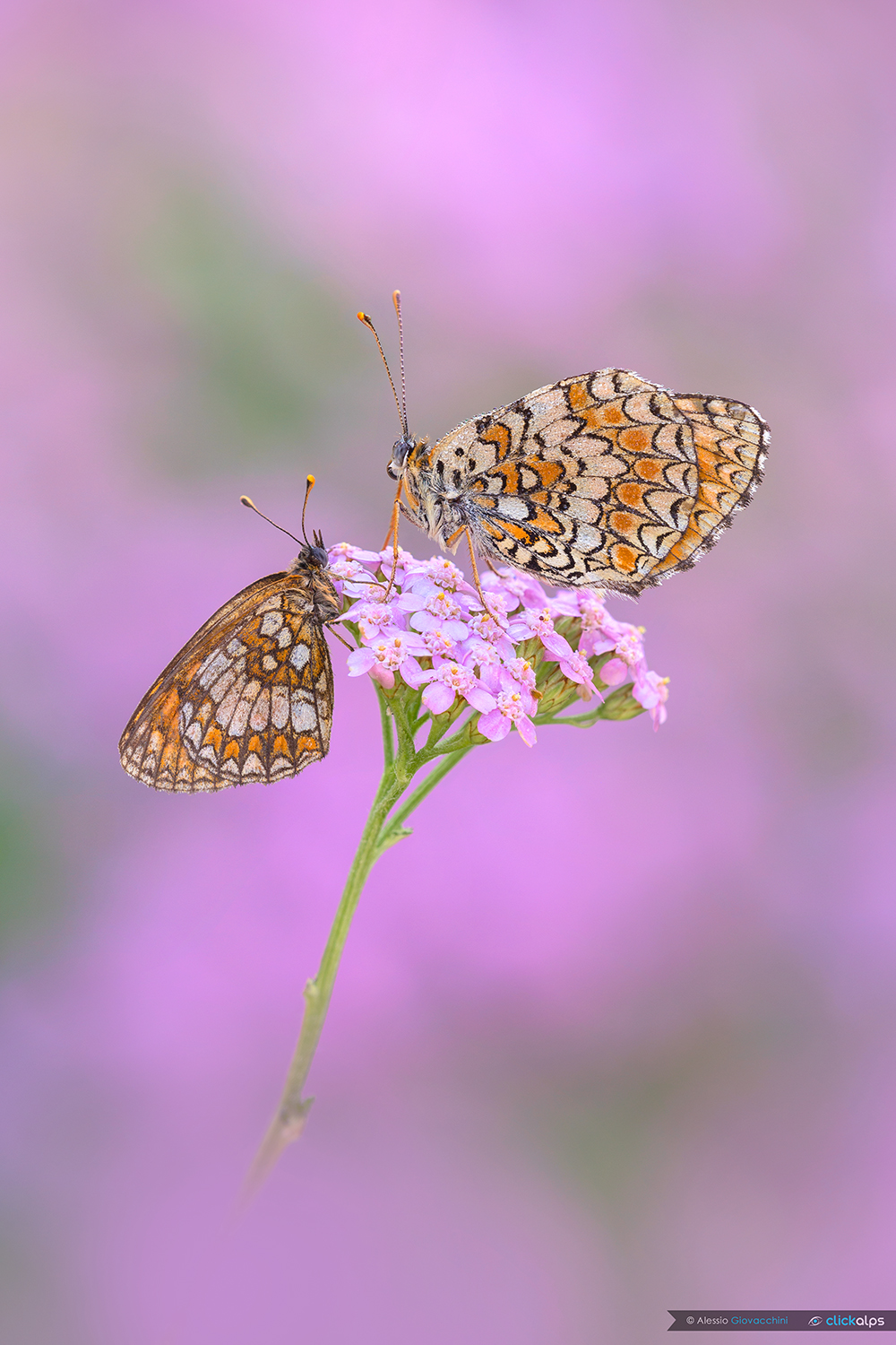Melitaea Nevadensis (Celadussa) - Melitaea Phoebe
