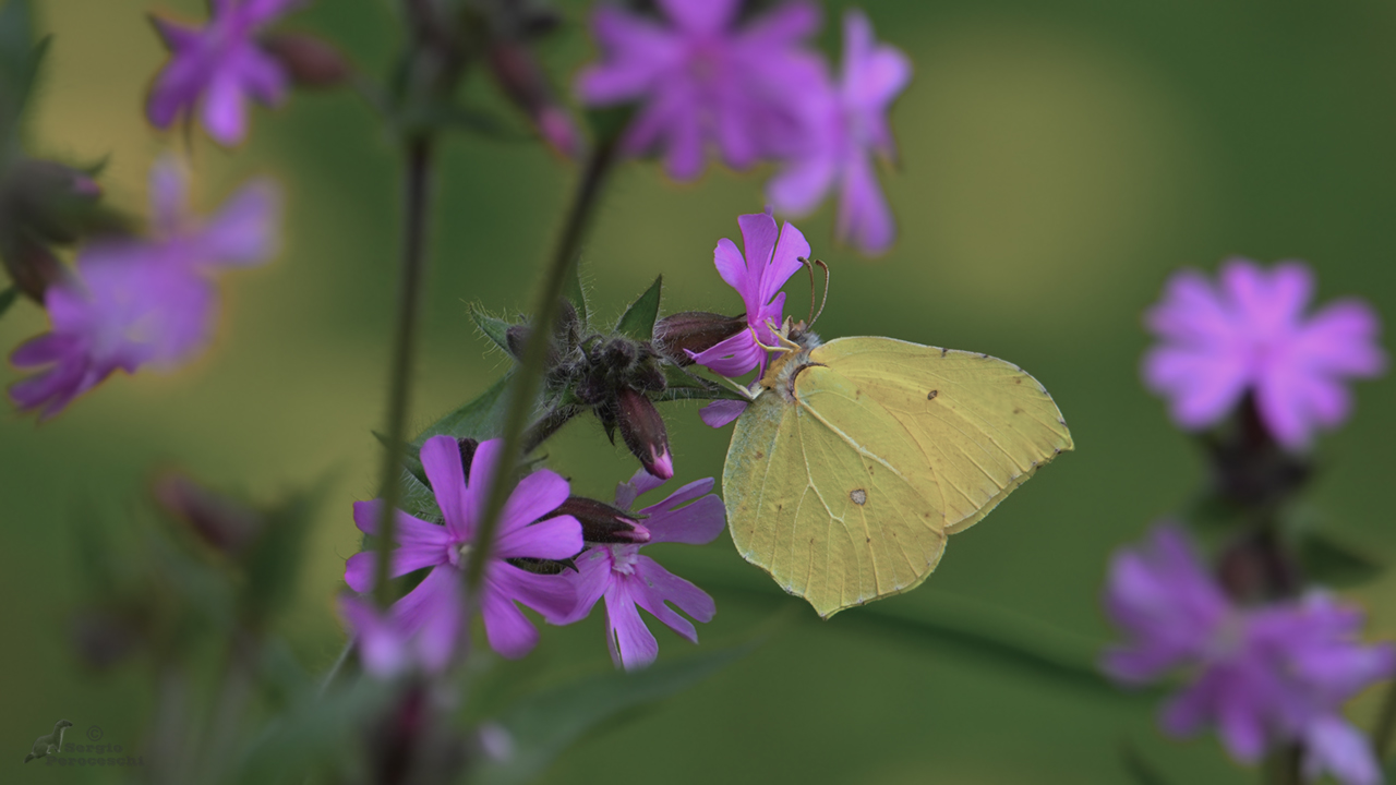 Bellezza tra i fiori