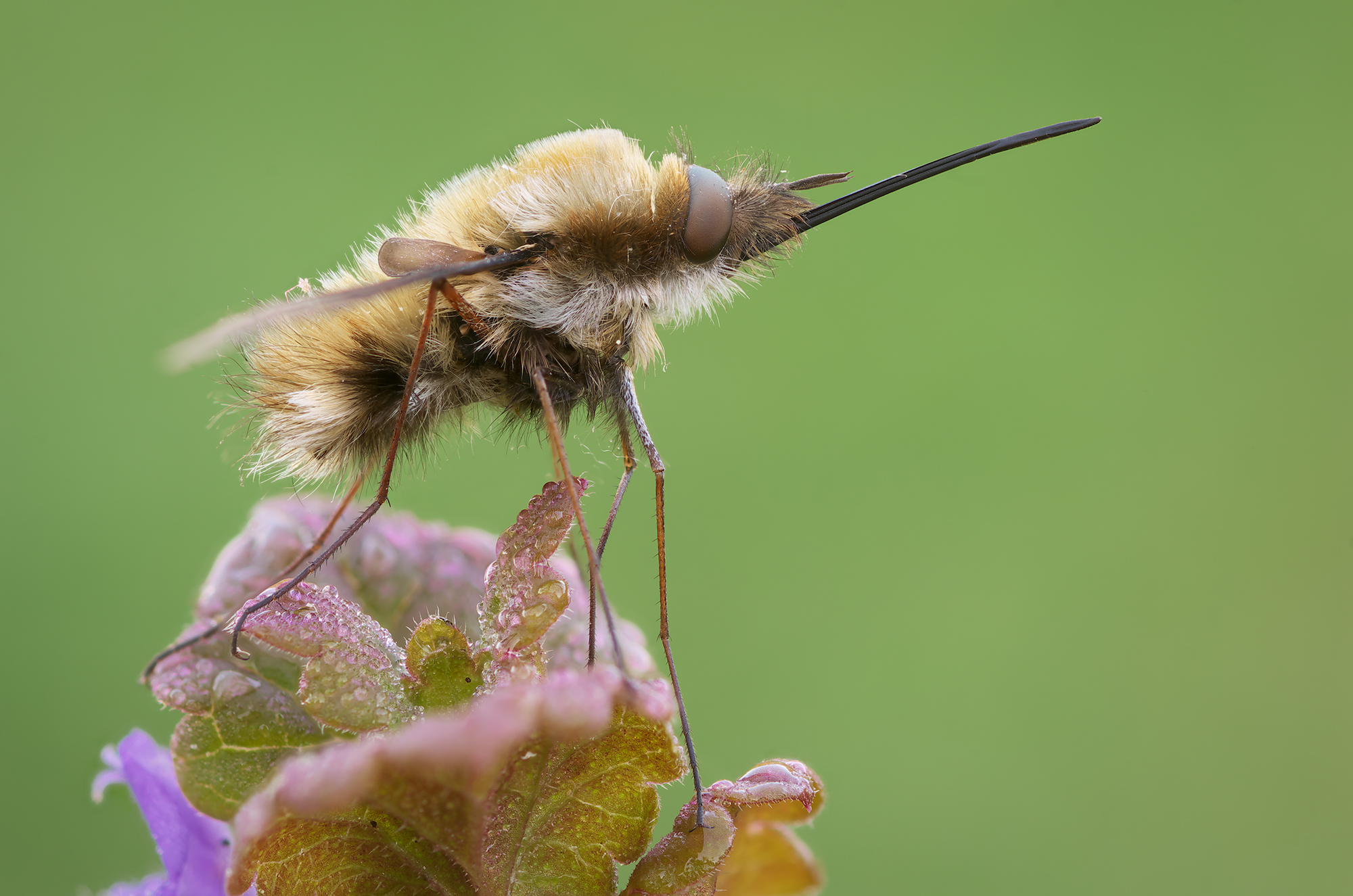 Maggiore di Bombylius