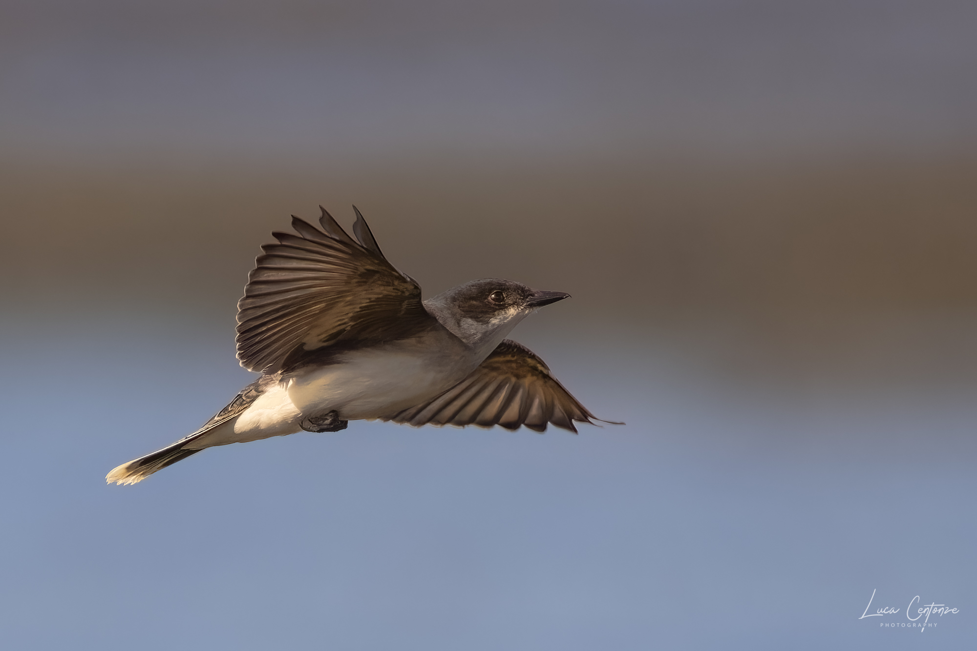 Eastern Kingbird (Tyrannus tyrannus)