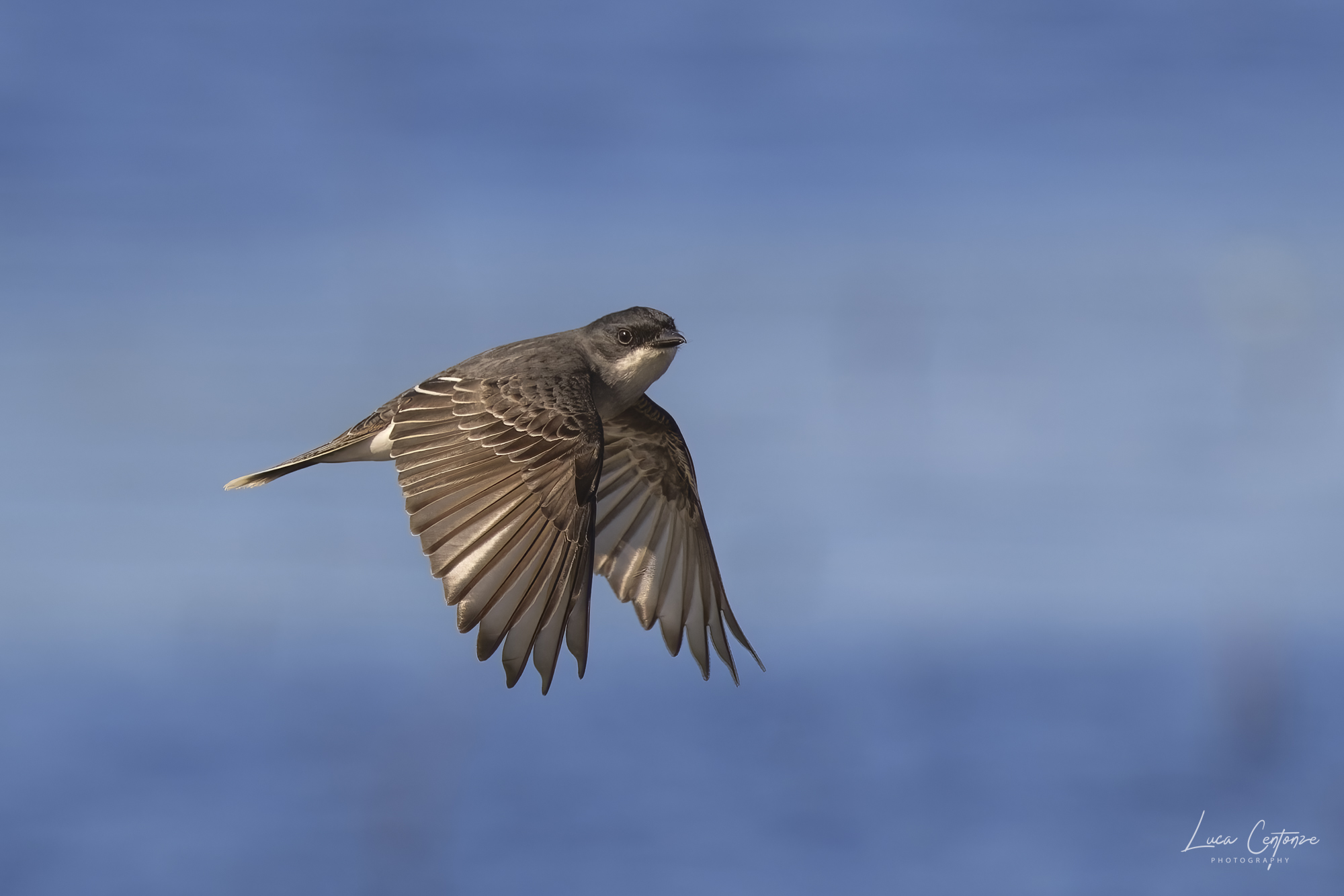 Eastern Kingbird (Tyrannus tyrannus)