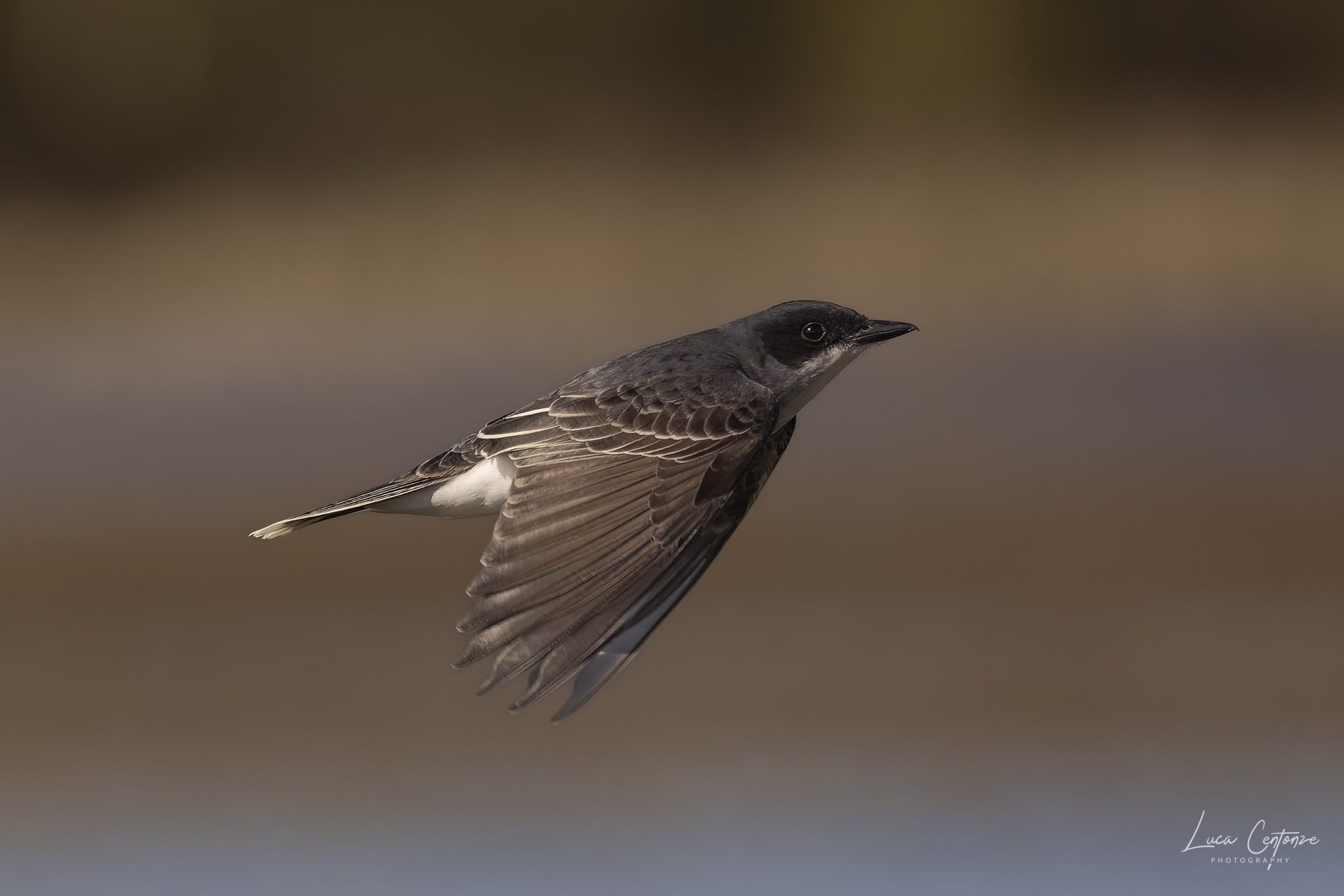 Eastern Kingbird (Tyrannus tyrannus)