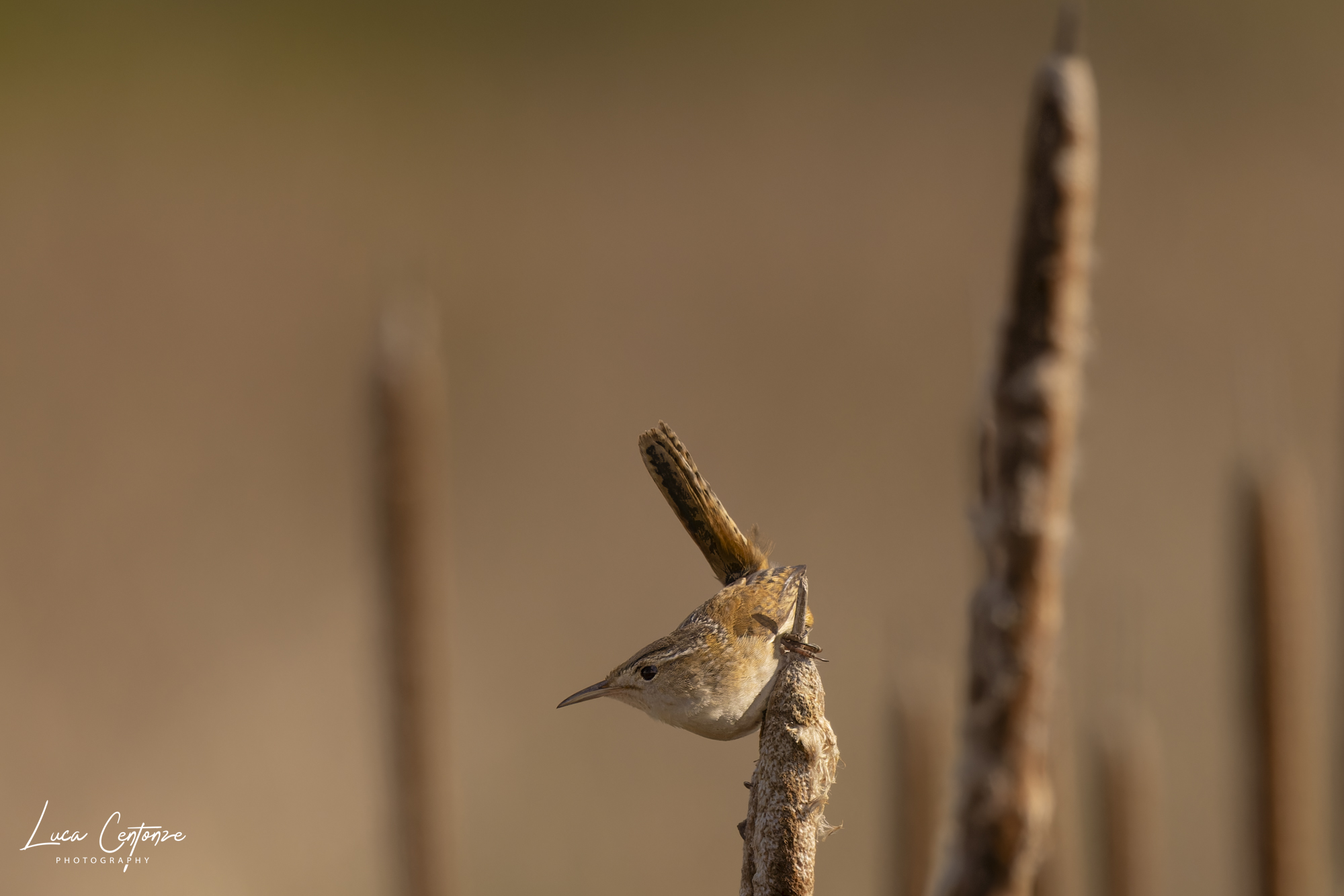 Marsh Wren (Scricciolo di Palude)