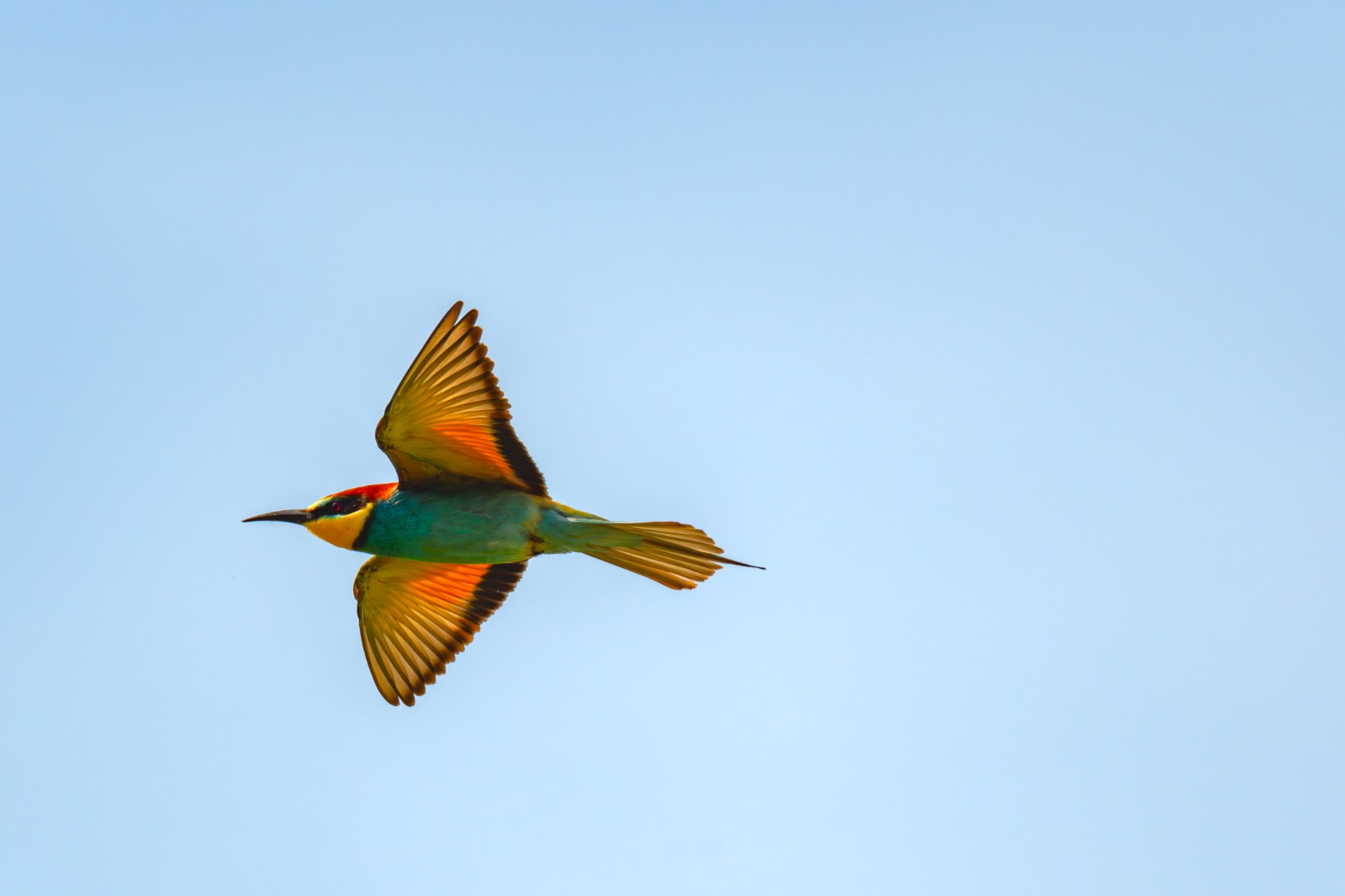Bee-eater