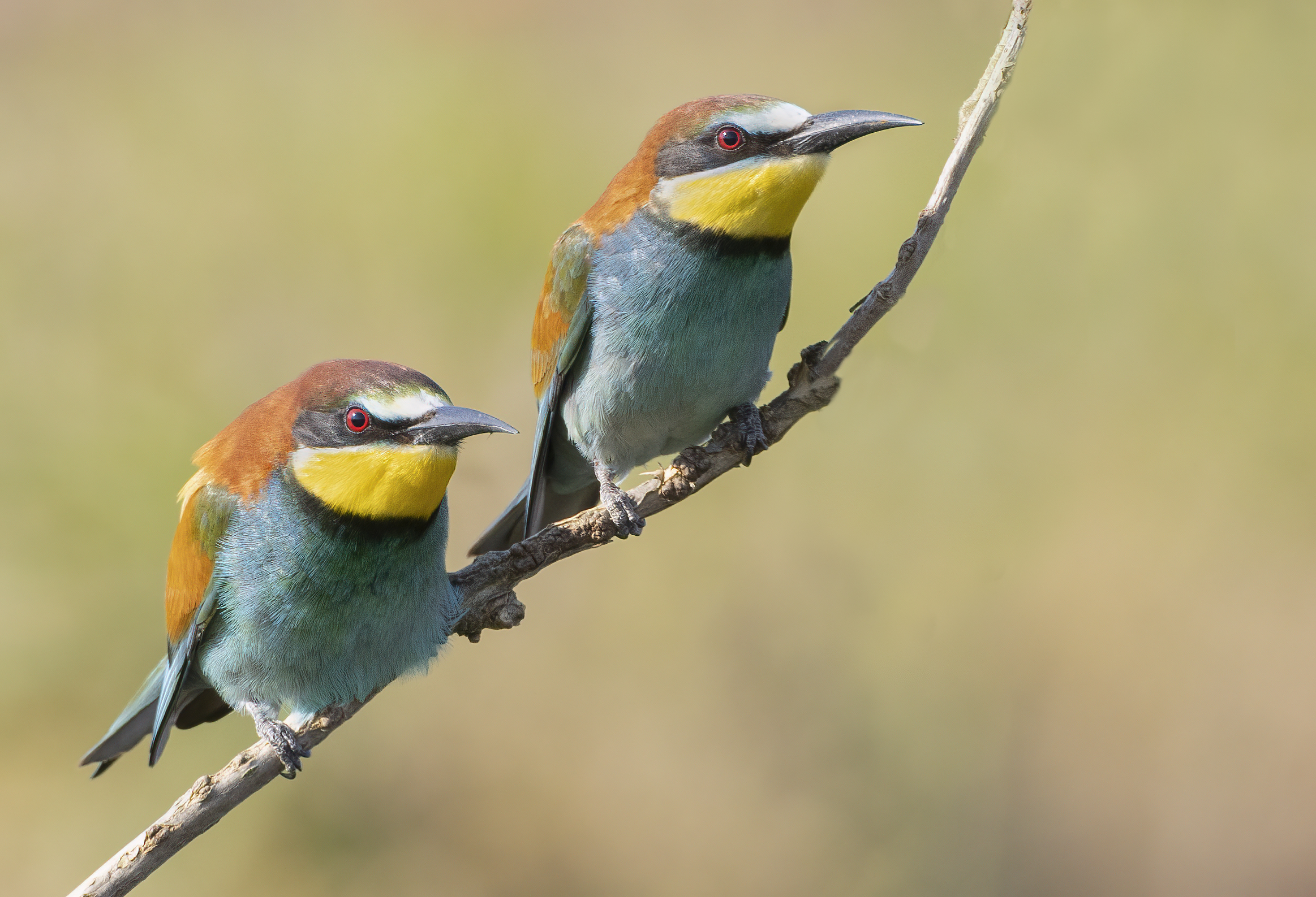 una bella giornata, gruccioni