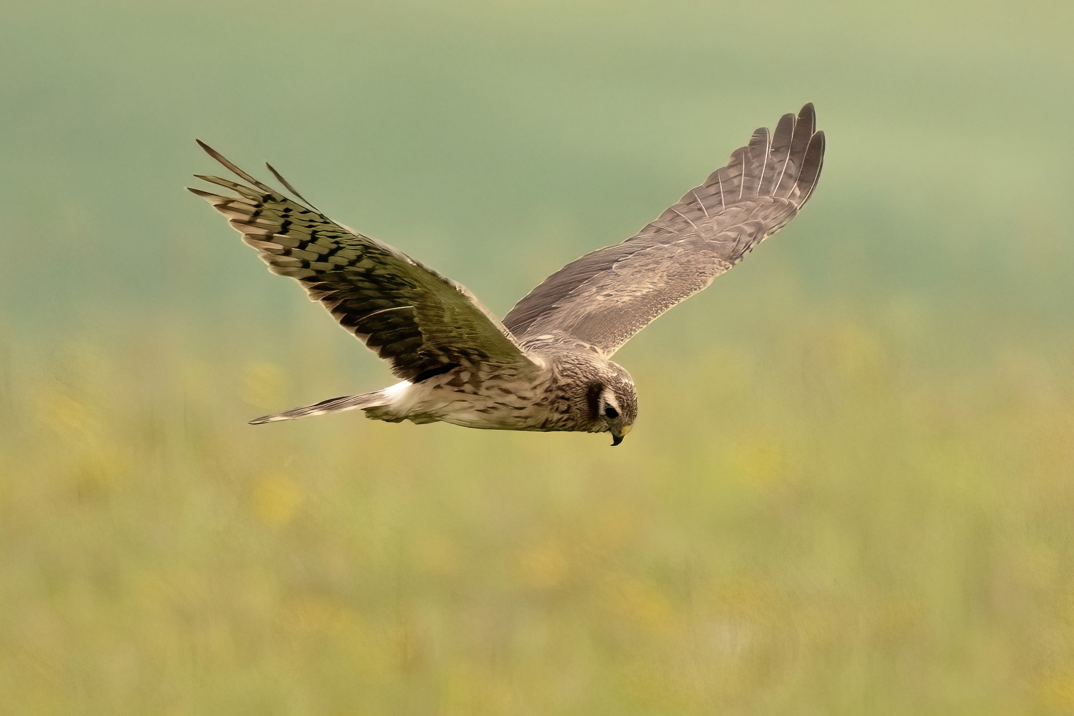Hen harrier (Circus pygargus) - female