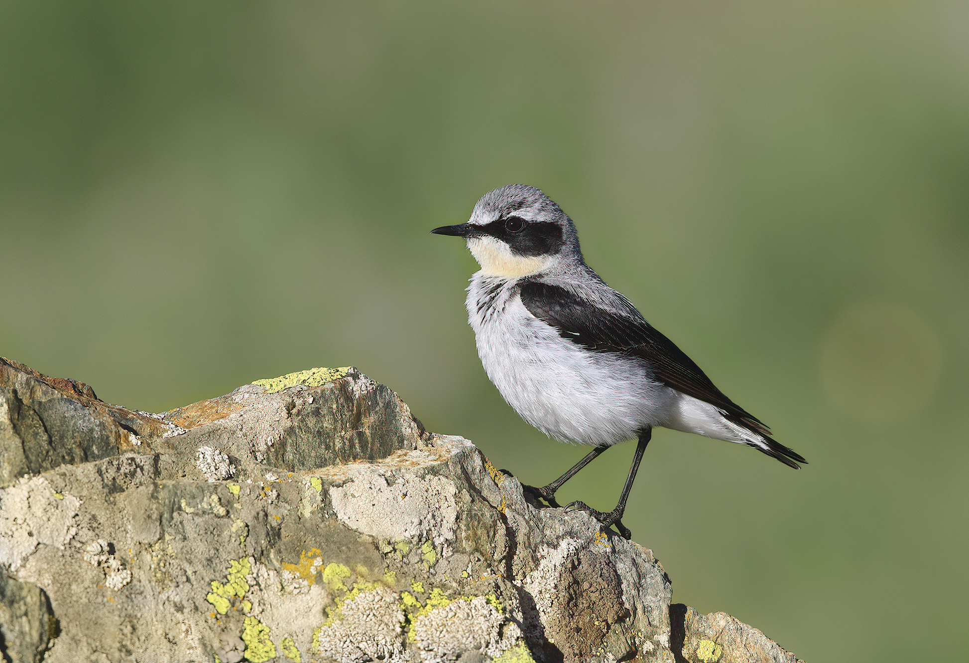 il culbianco della Valtellina