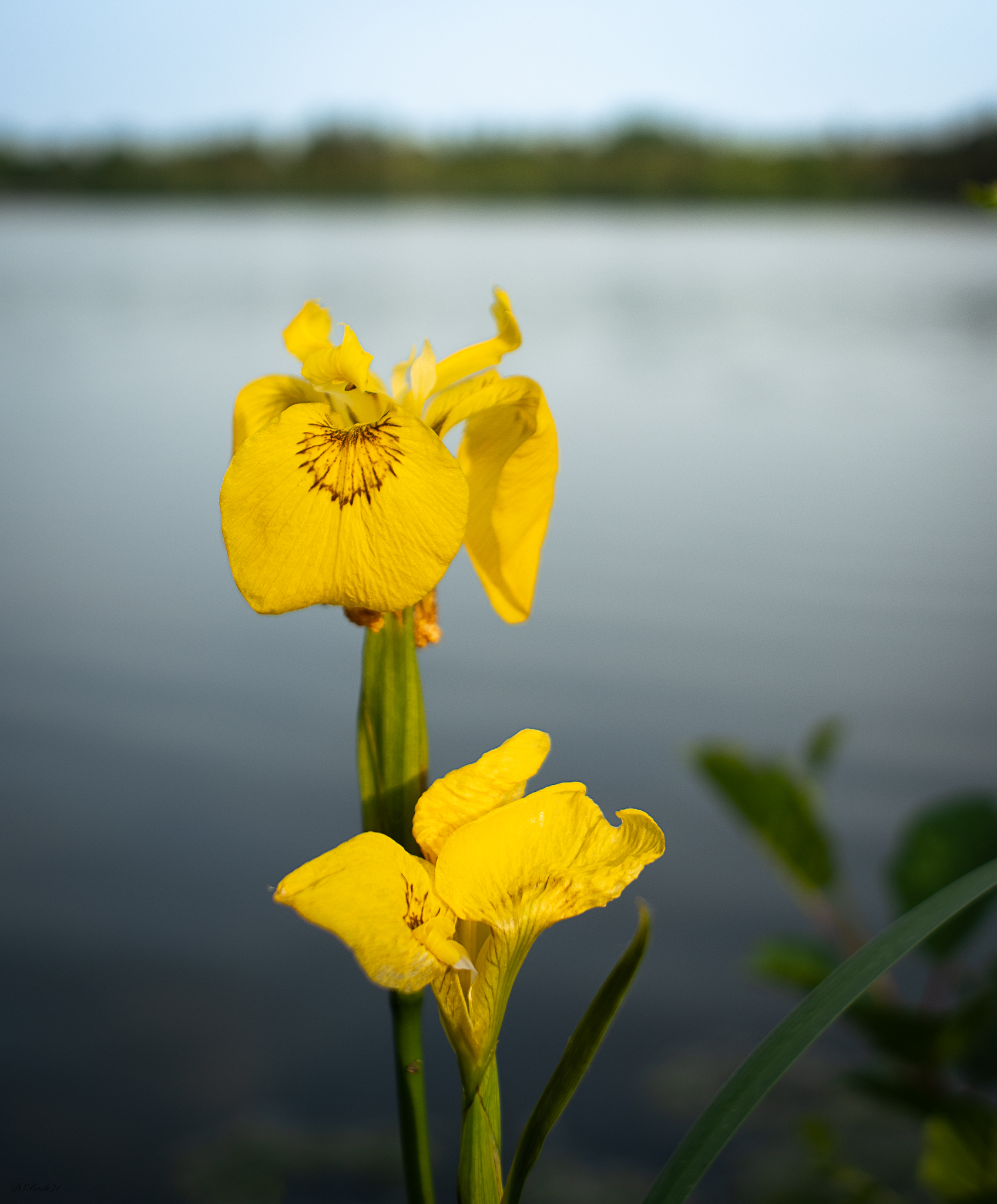 Flower on the lake
