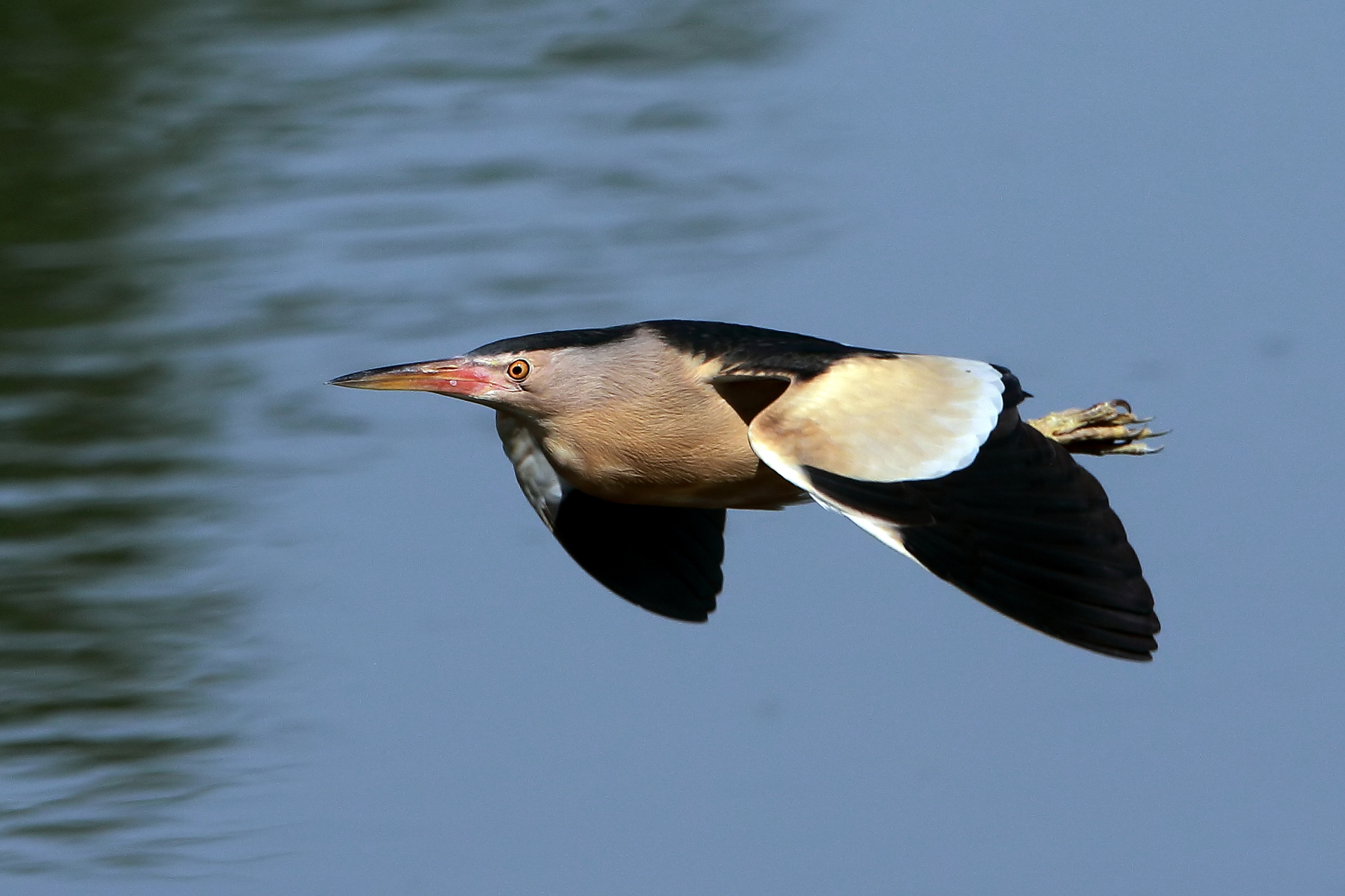 Maschietto di Tarabusino.