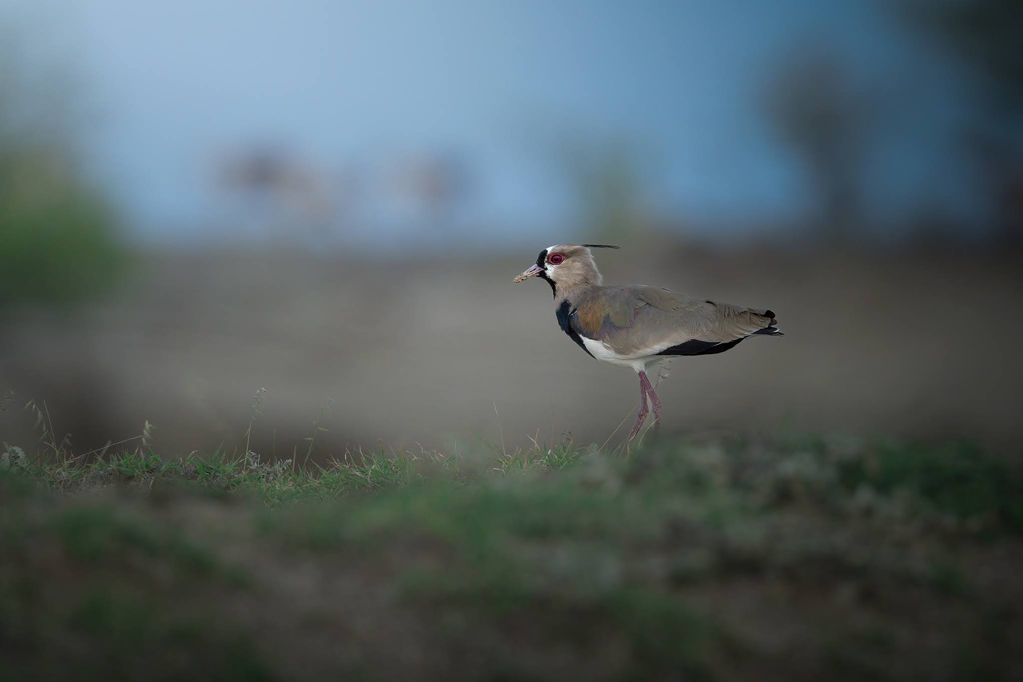 Lapwing of Chile