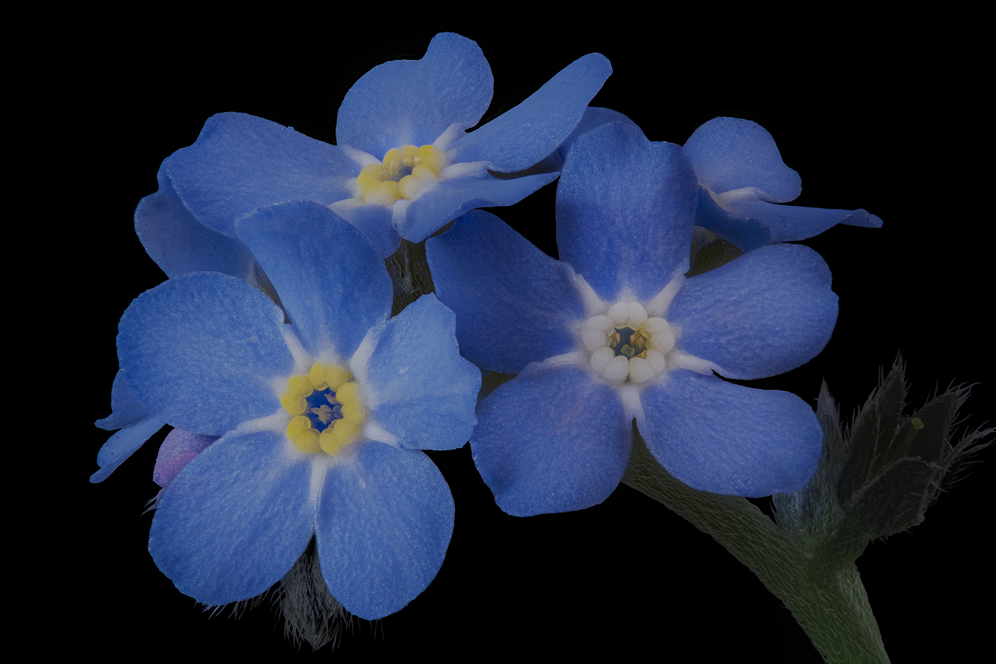 Myosotis